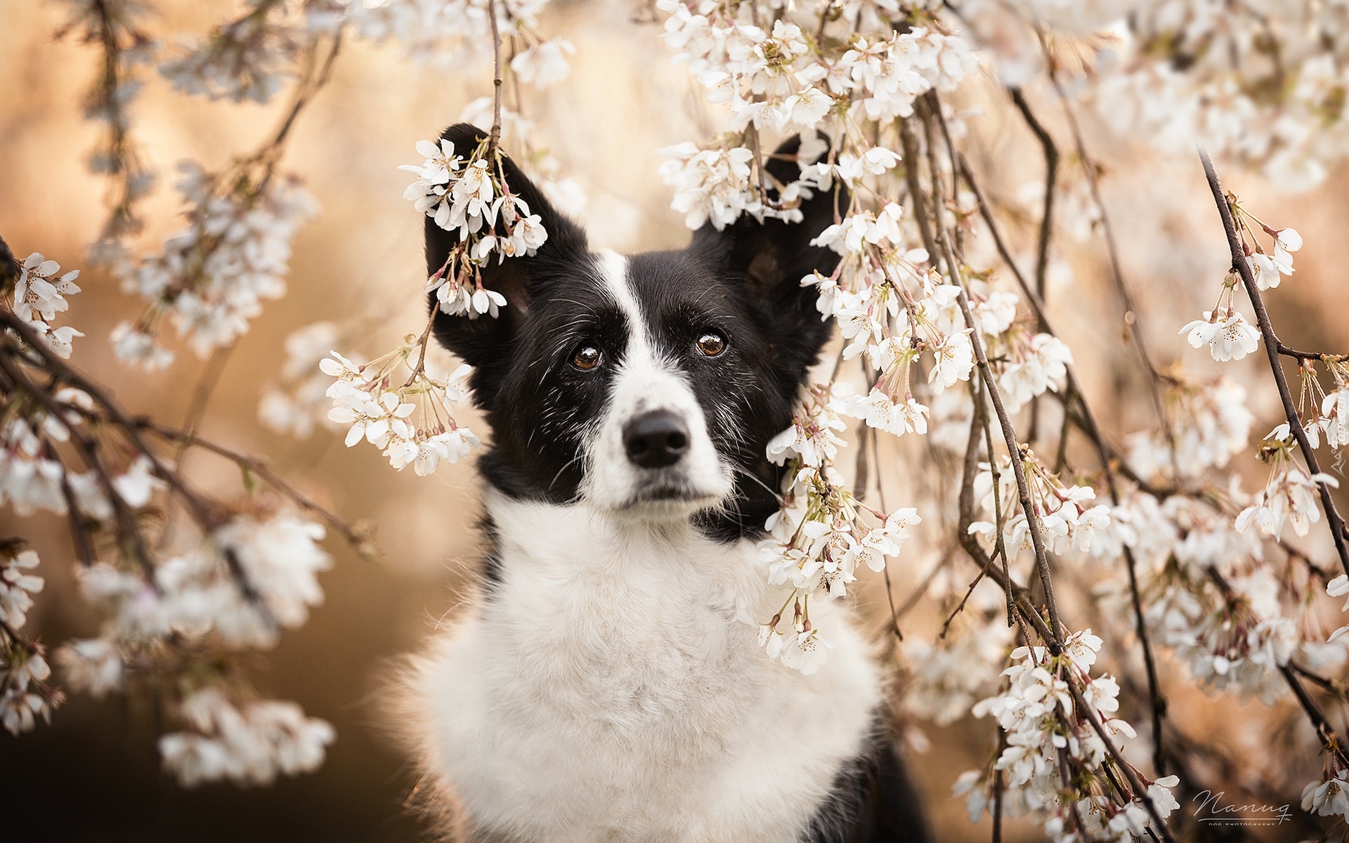 Pies, Border collie, Gałązki, Drzewo owocowe