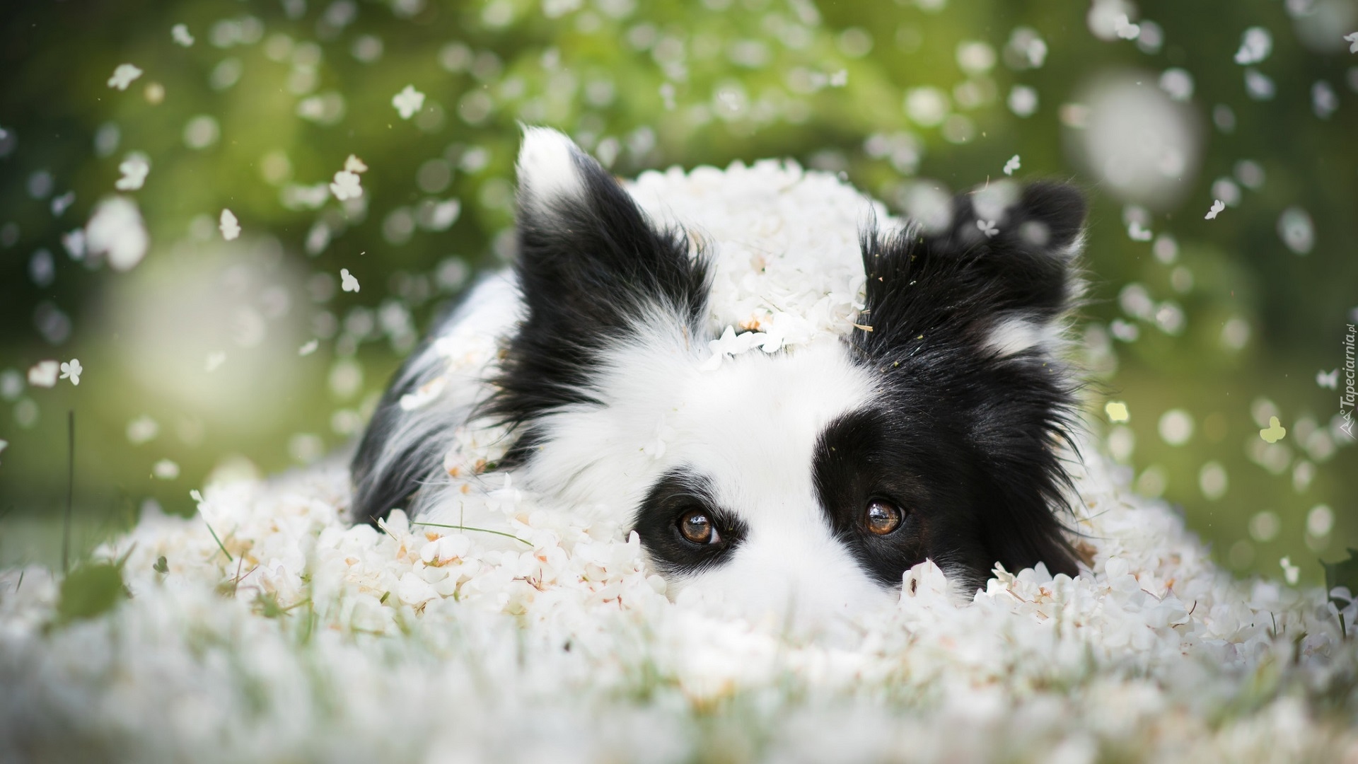 Biało-czarny, Border collie