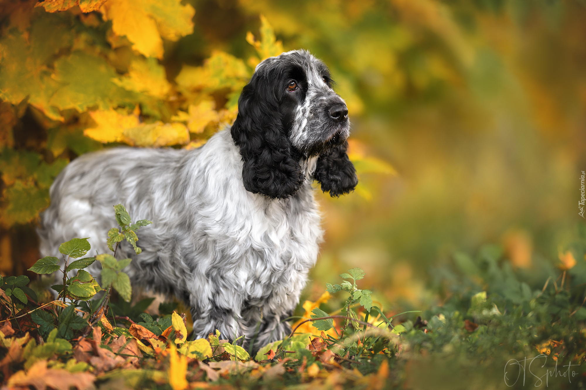 Pies, Cocker spaniel angielski