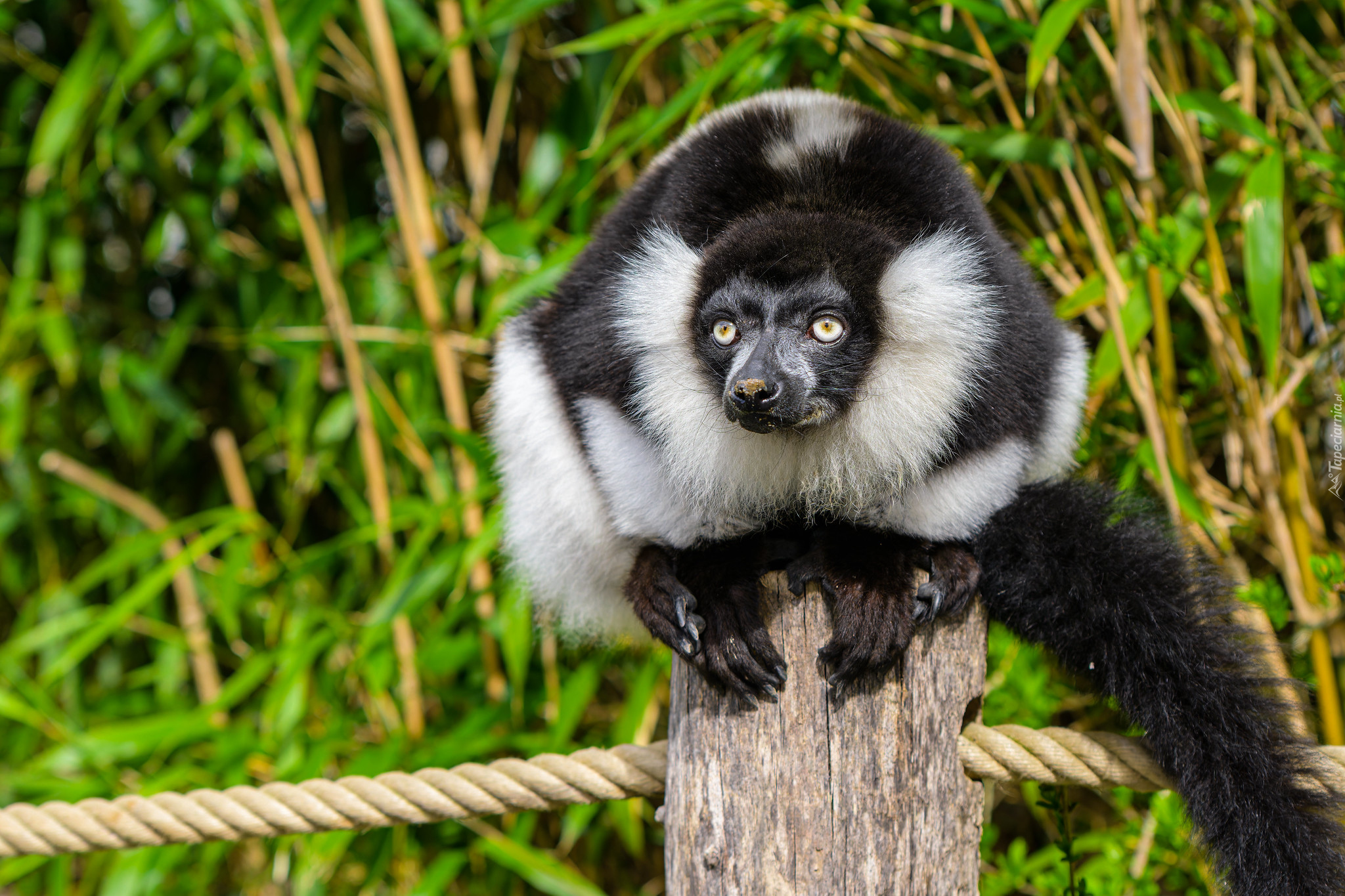 Czarno-biały, Lemur, Słupek