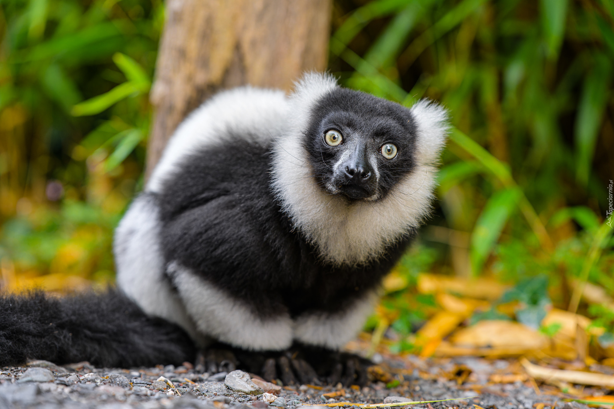 Lemur, Spojrzenie