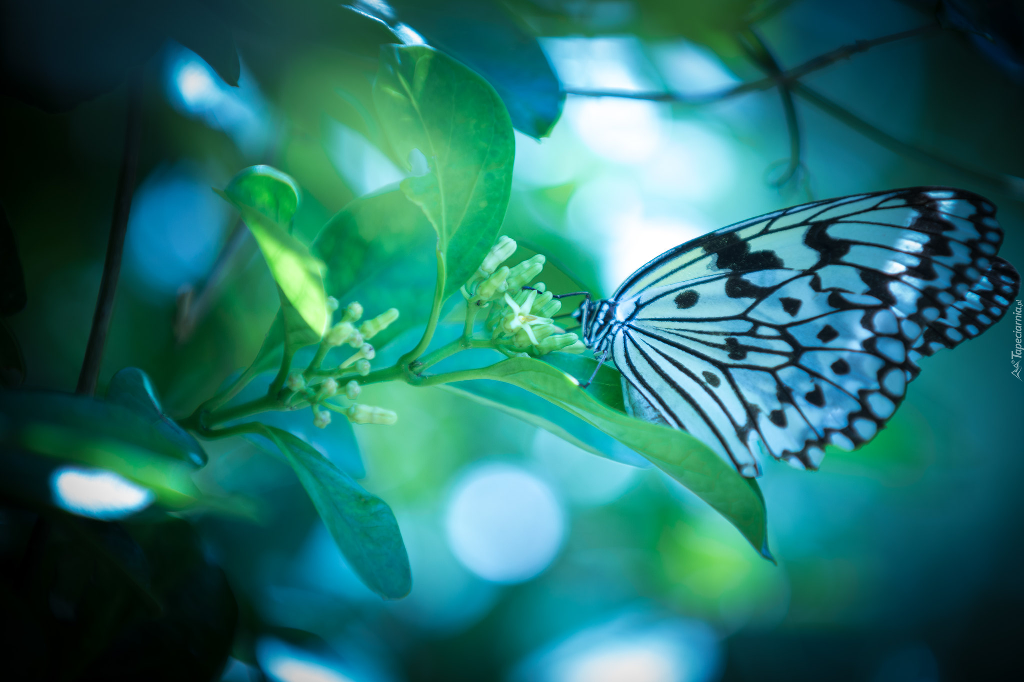 Biało-czarny, Motyl, Roślina