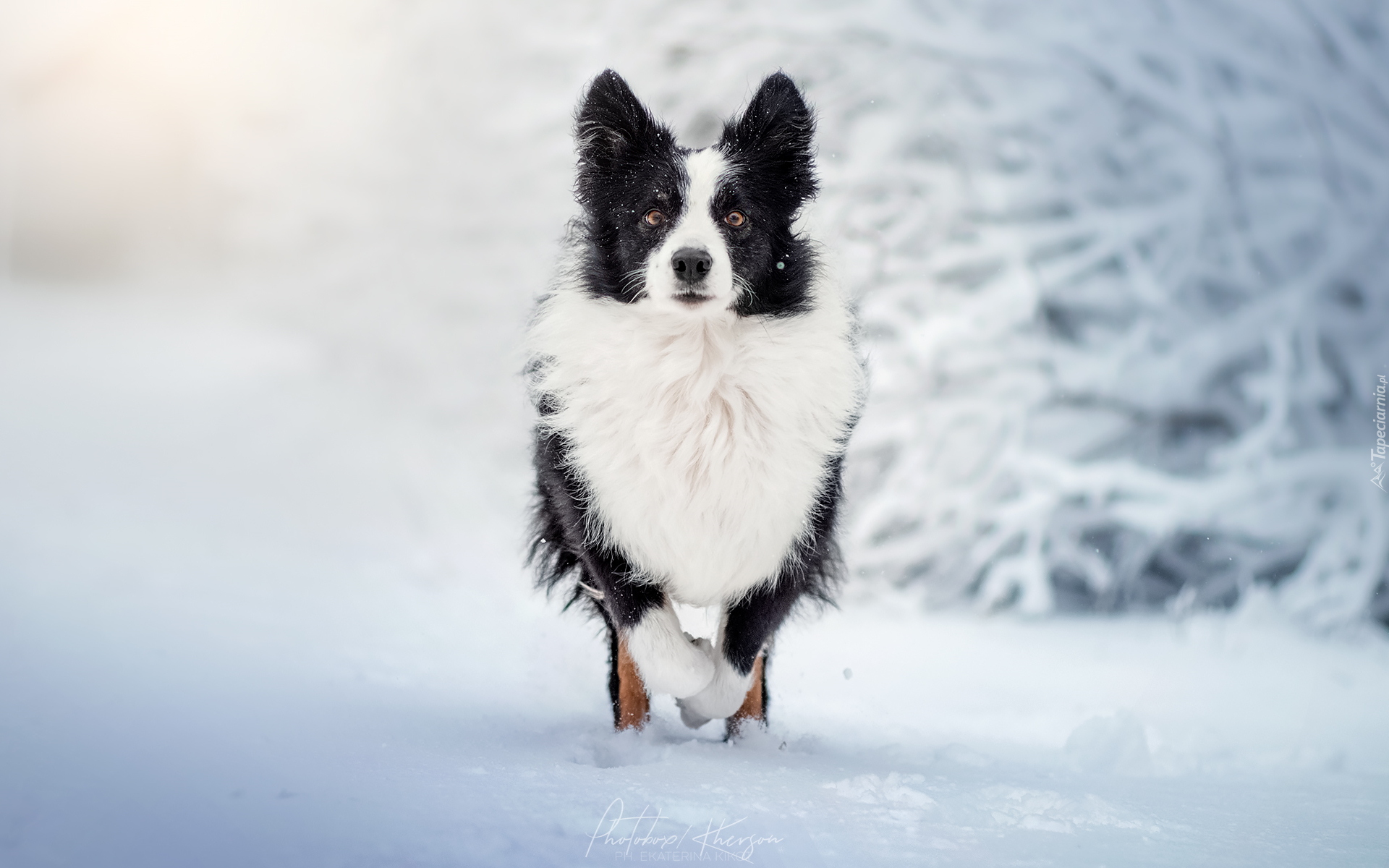 Biało-czarny, Pies, Border collie, Śnieg