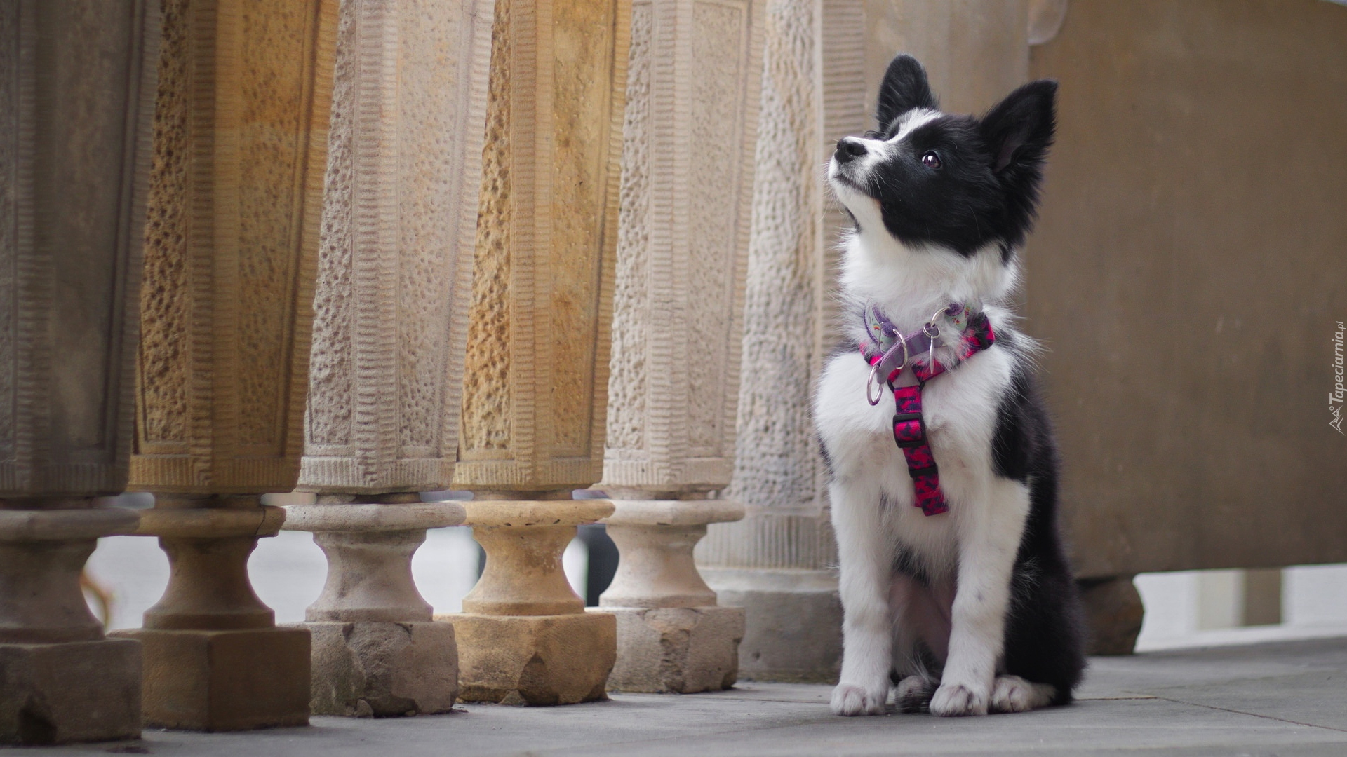 Szczeniak, Border collie, Szelki