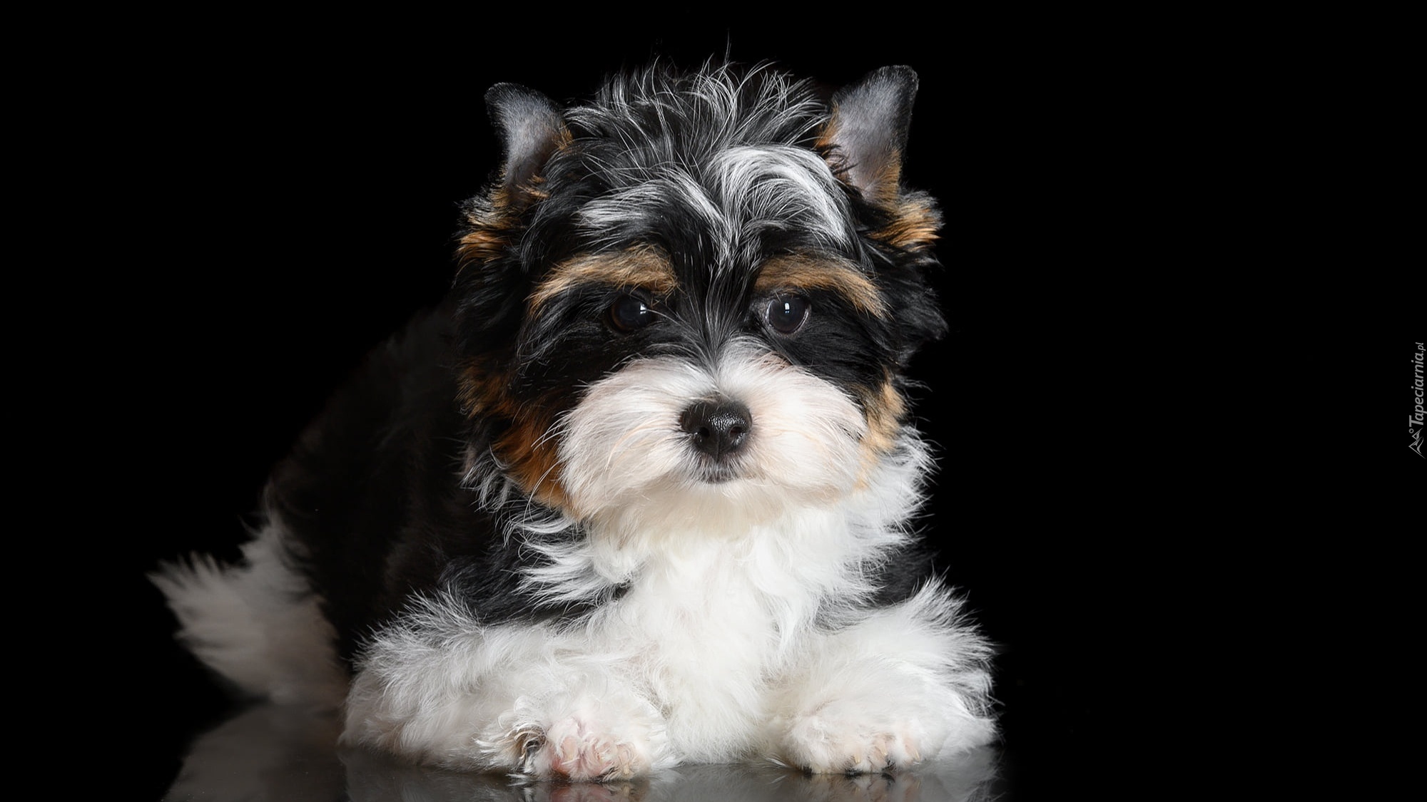 Szczeniak, Czarno-biały, Yorkshire terrier