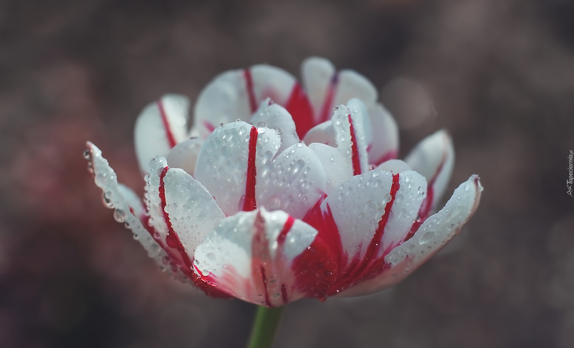 Kwiat, Tulipan, Krople, Zbliżenie