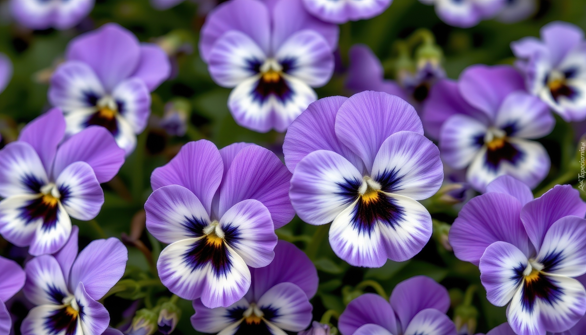 Bratki, Biało-fioletowe, Zbliżenie