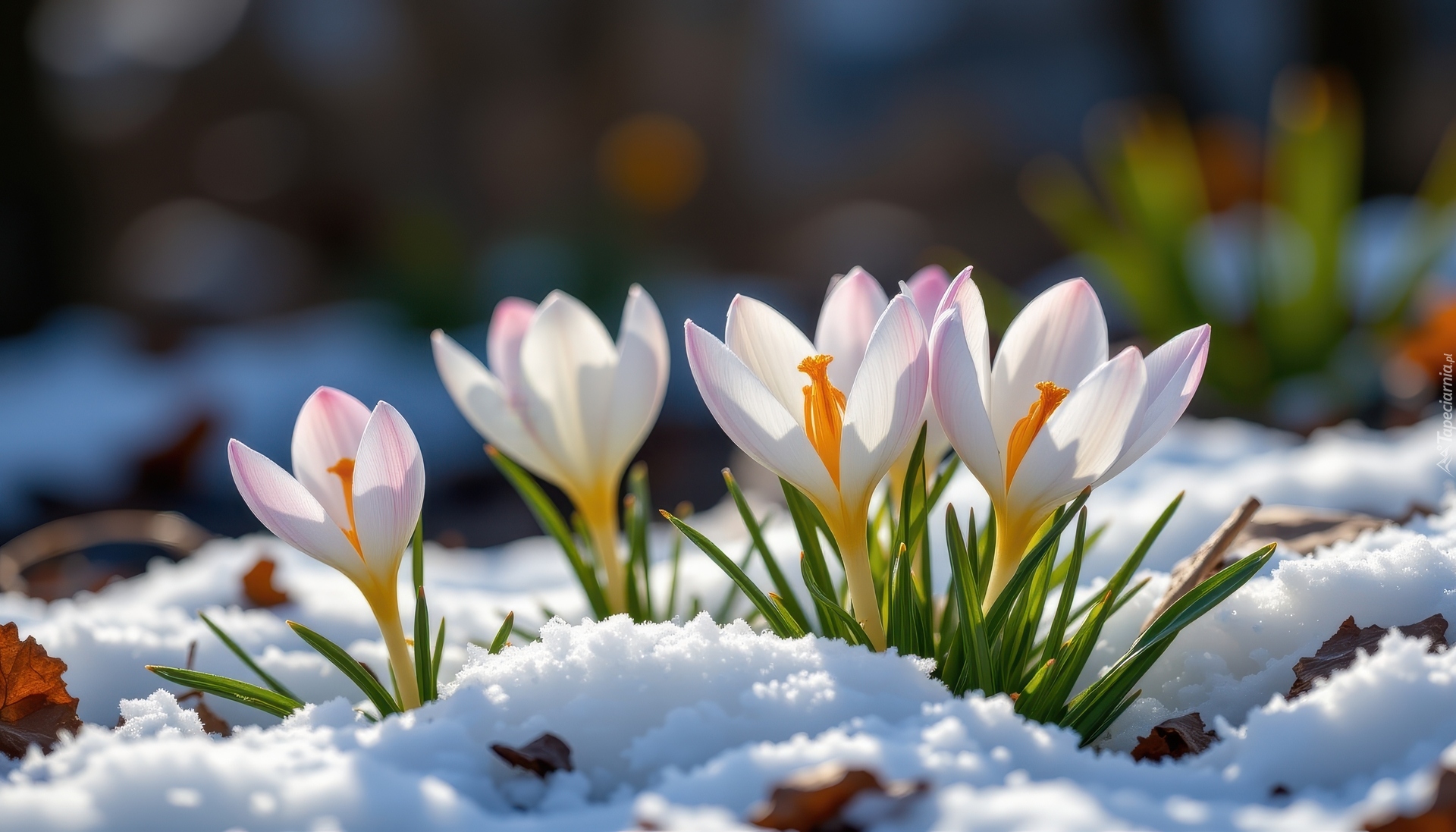 Biało-fioletowe, Krokusy, Śnieg