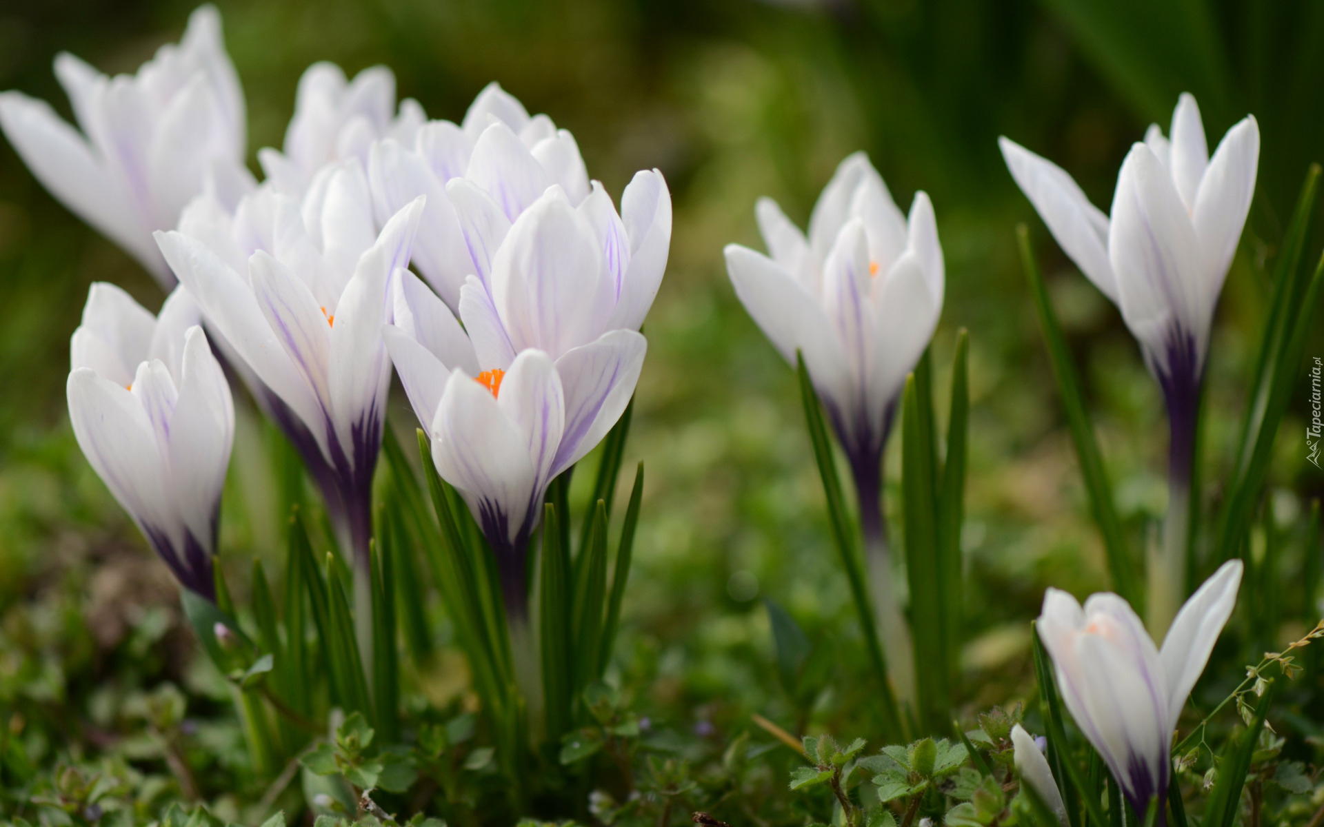 Kwiaty, Biało-fioletowe, Krokusy