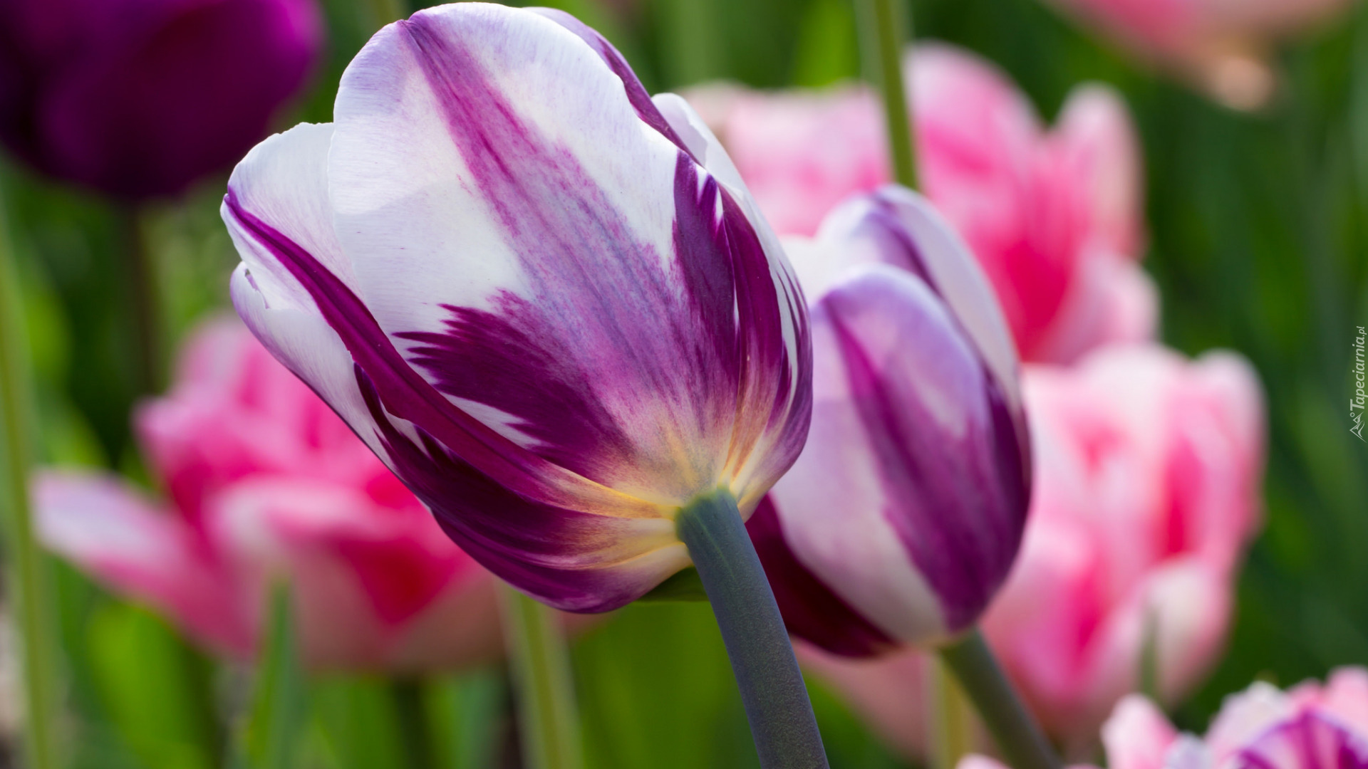 Tulipany, Biało-fioletowe, Rozmyte Tło