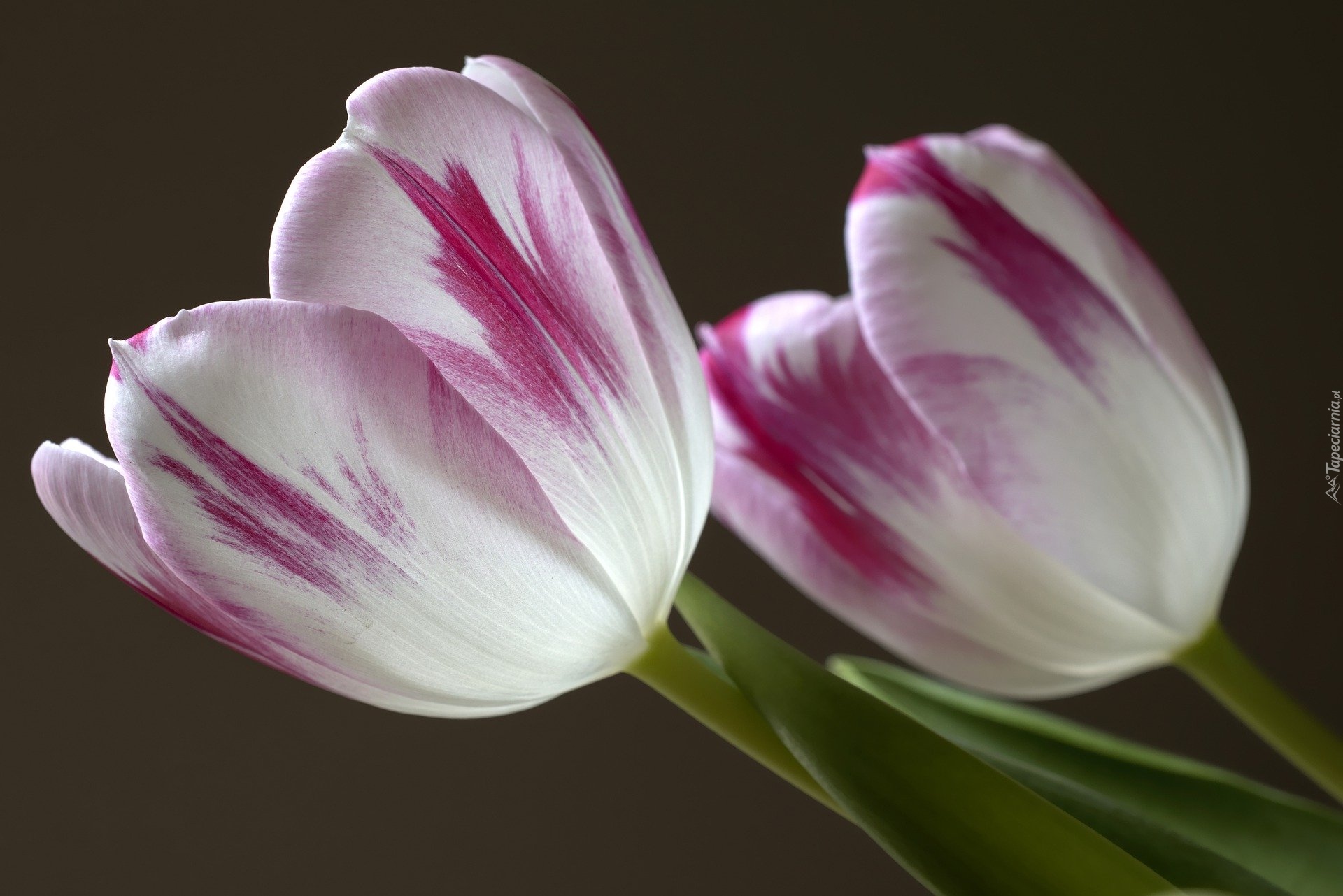 Kwiaty, Dwa, Biało-fioletowe, Tulipany