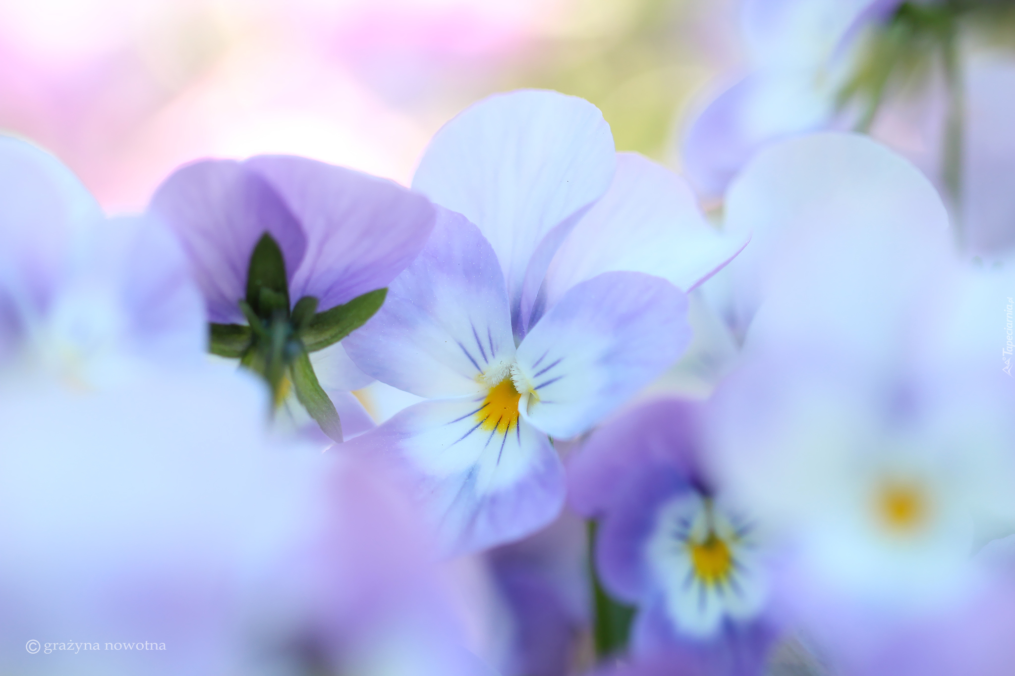 Biało-fioletowy, Bratek, Kwiat