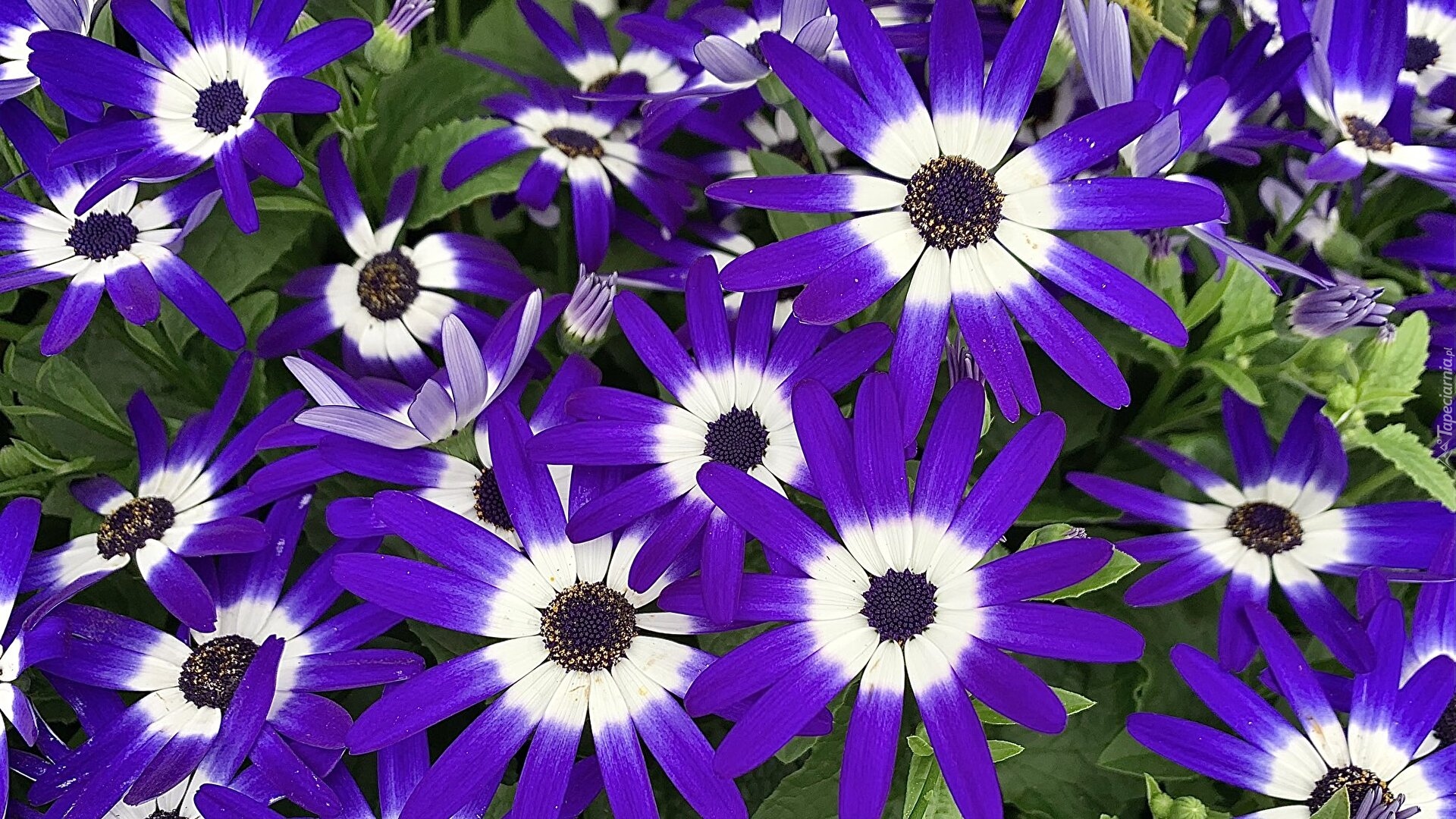 Kwiaty, Niebiesko-białe, Cynerarie