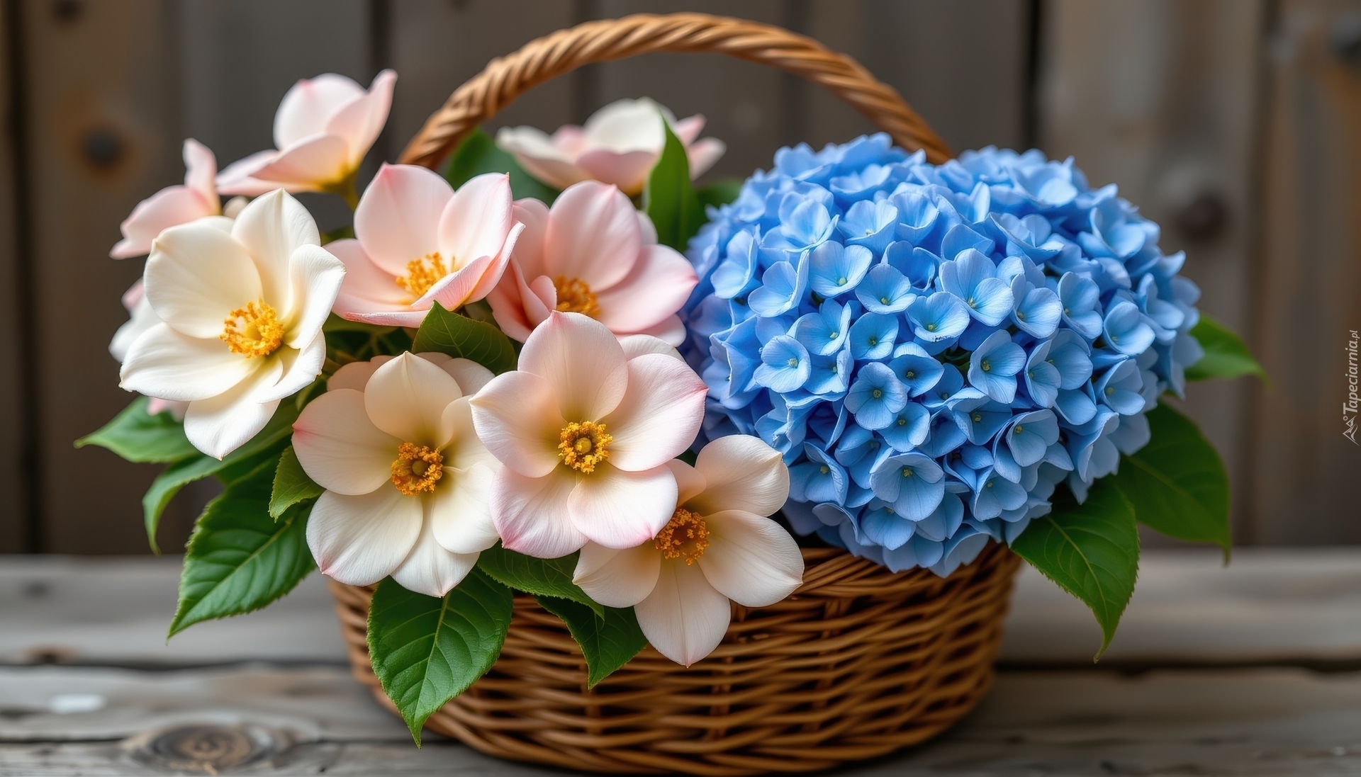 Niebieska, Hortensja, Biał-różowe, Kwiaty, Wiklinowy, Koszyk