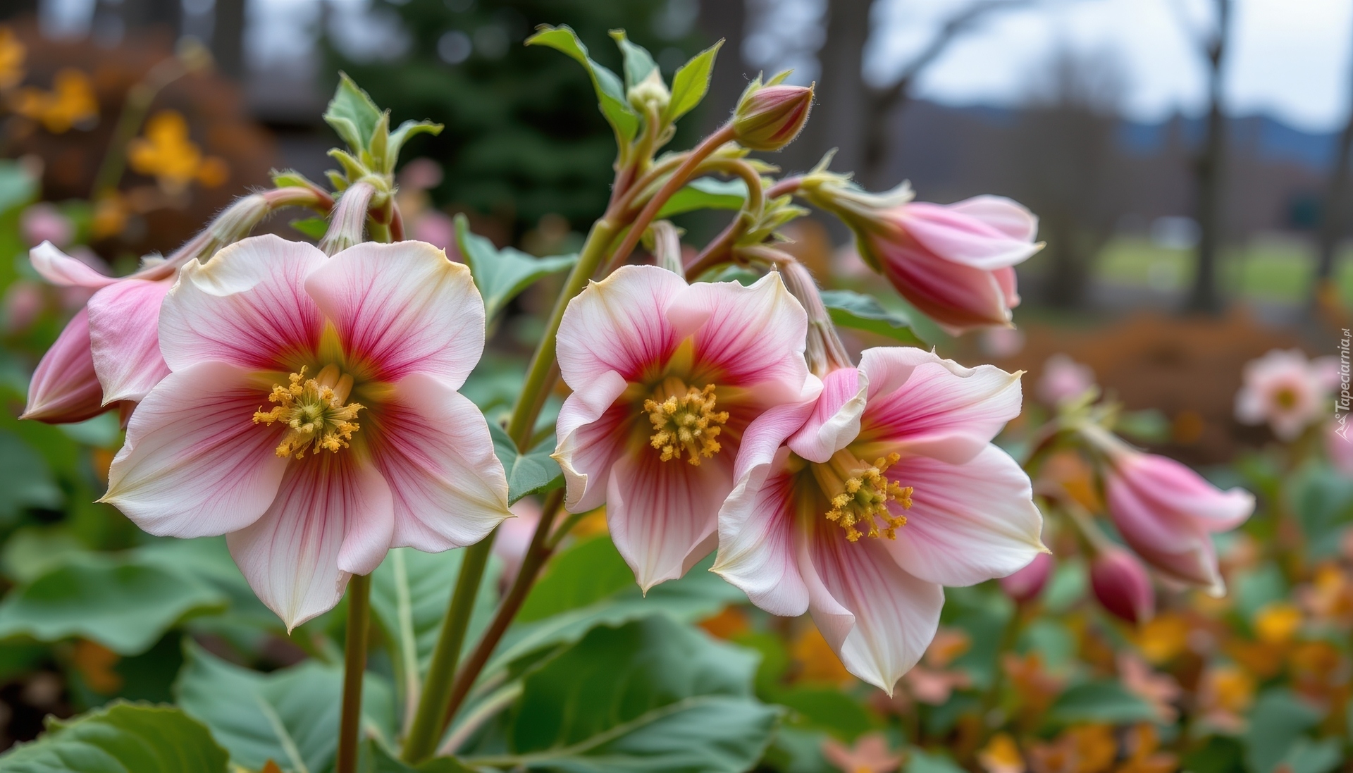 Biało-różowe, Kwiaty, Ciemierniki