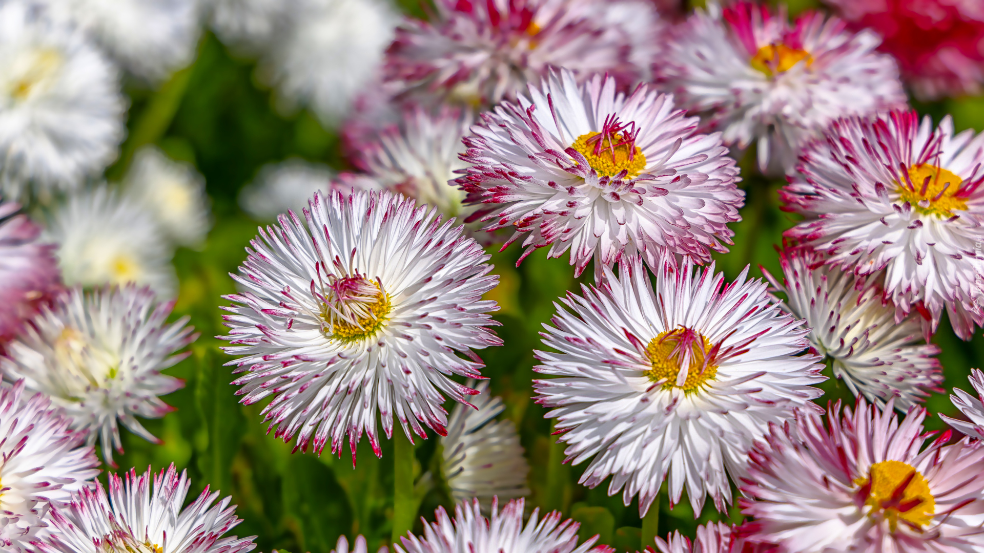 Biało-różowe, Stokrotki