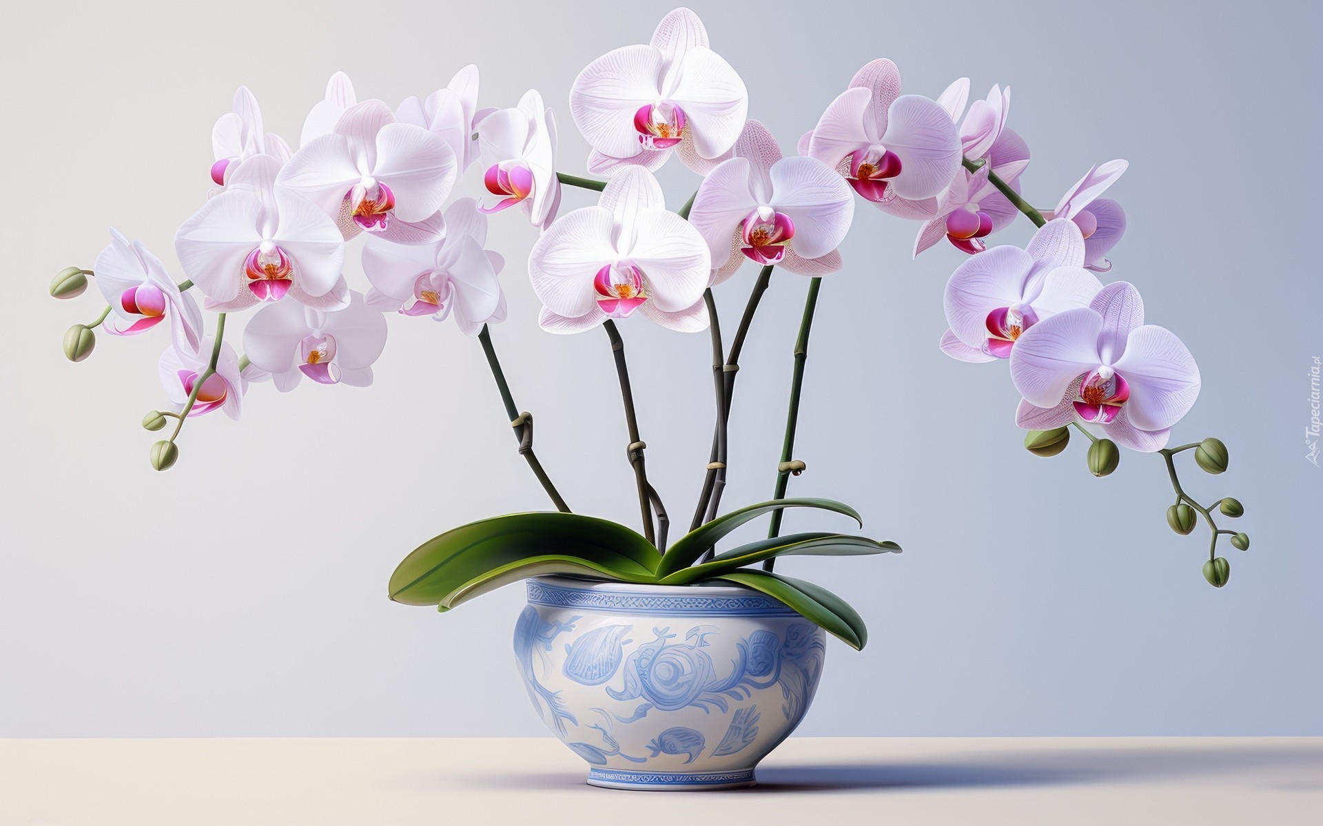 Biało-różowe, Storczyki, Donica, Zielone, Listki