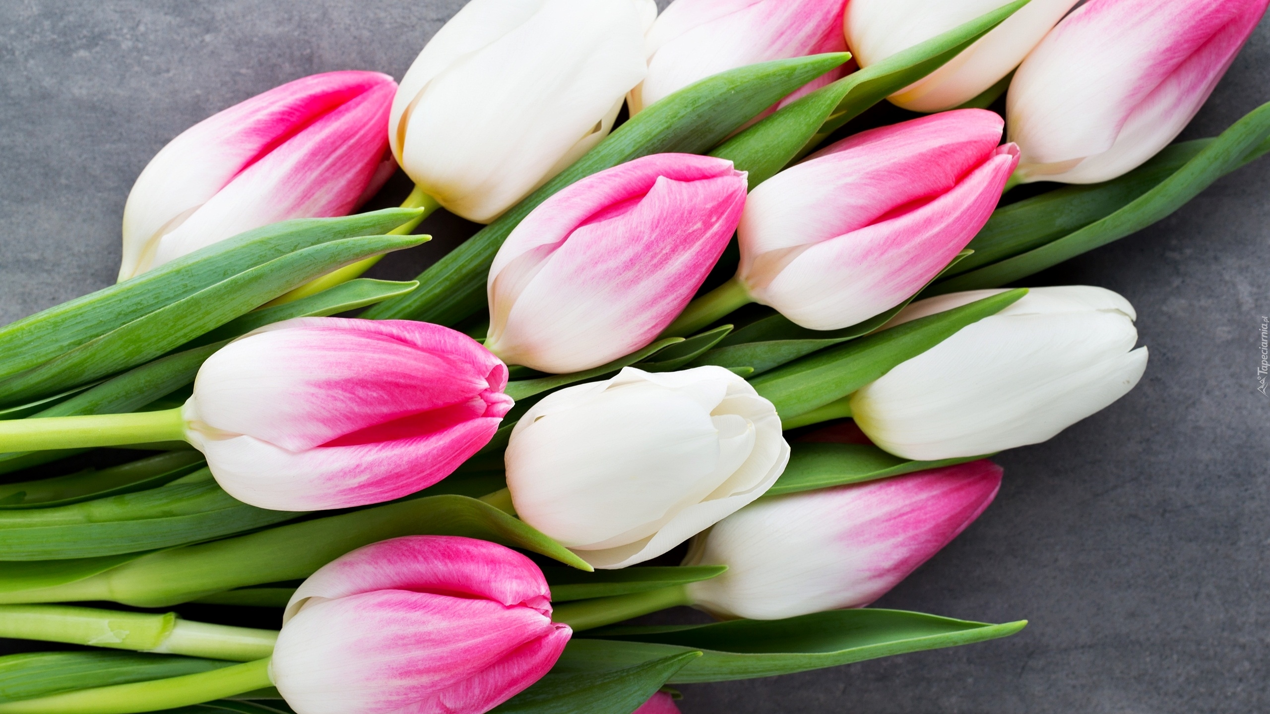 Kwiaty, Tulipany, Biało-różowe