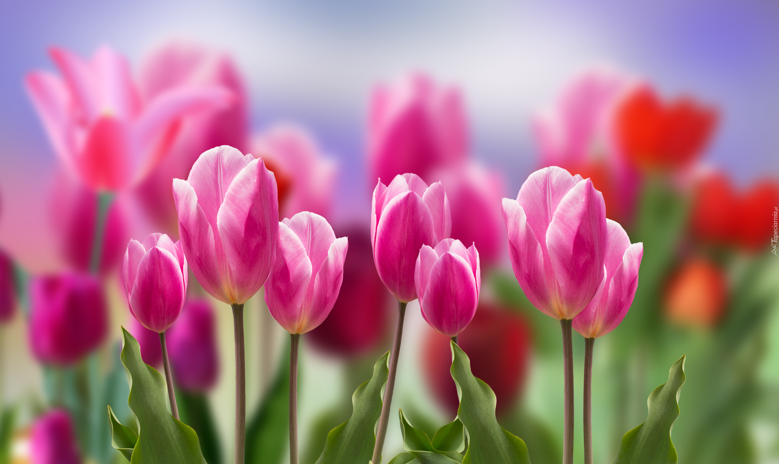 Kwiaty, Biało-różowe, Tulipany, Rozmycie