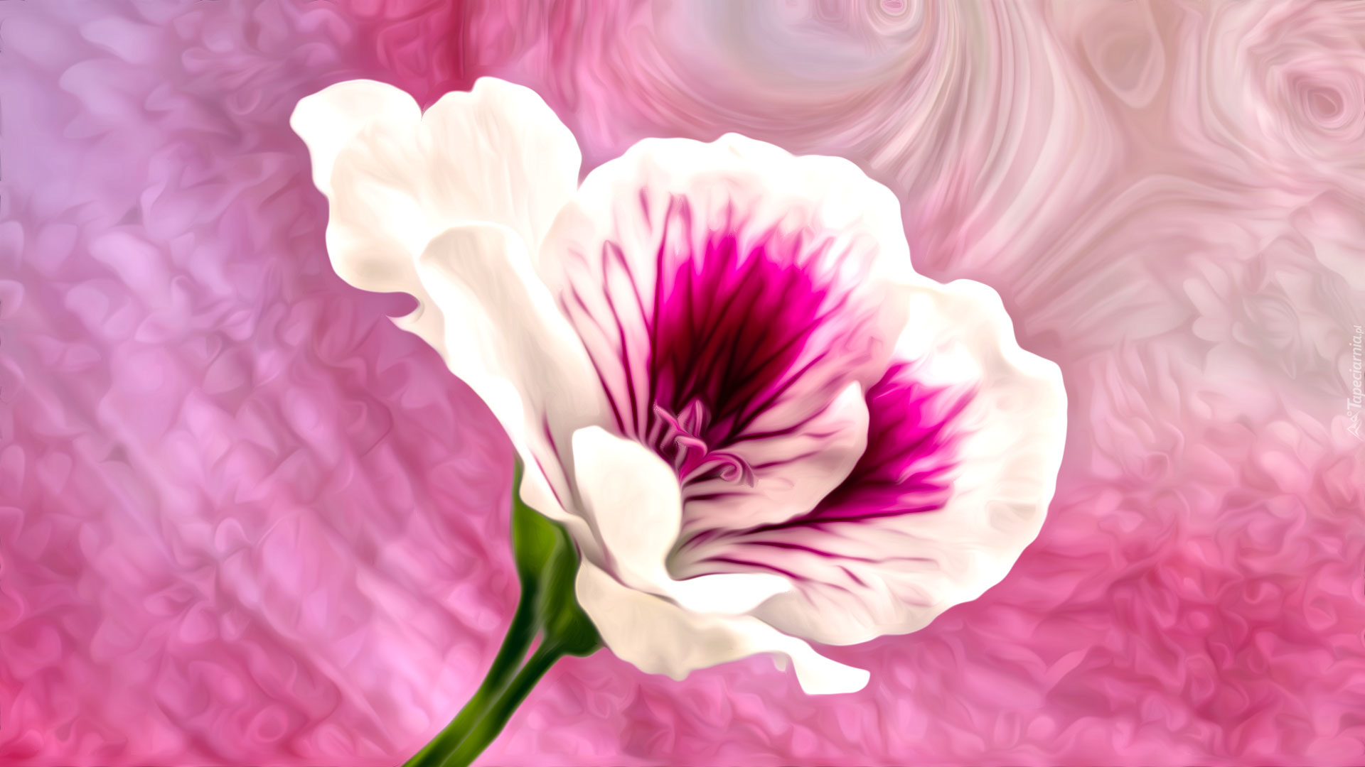 Biało-różowy, Kwiat, Grafika