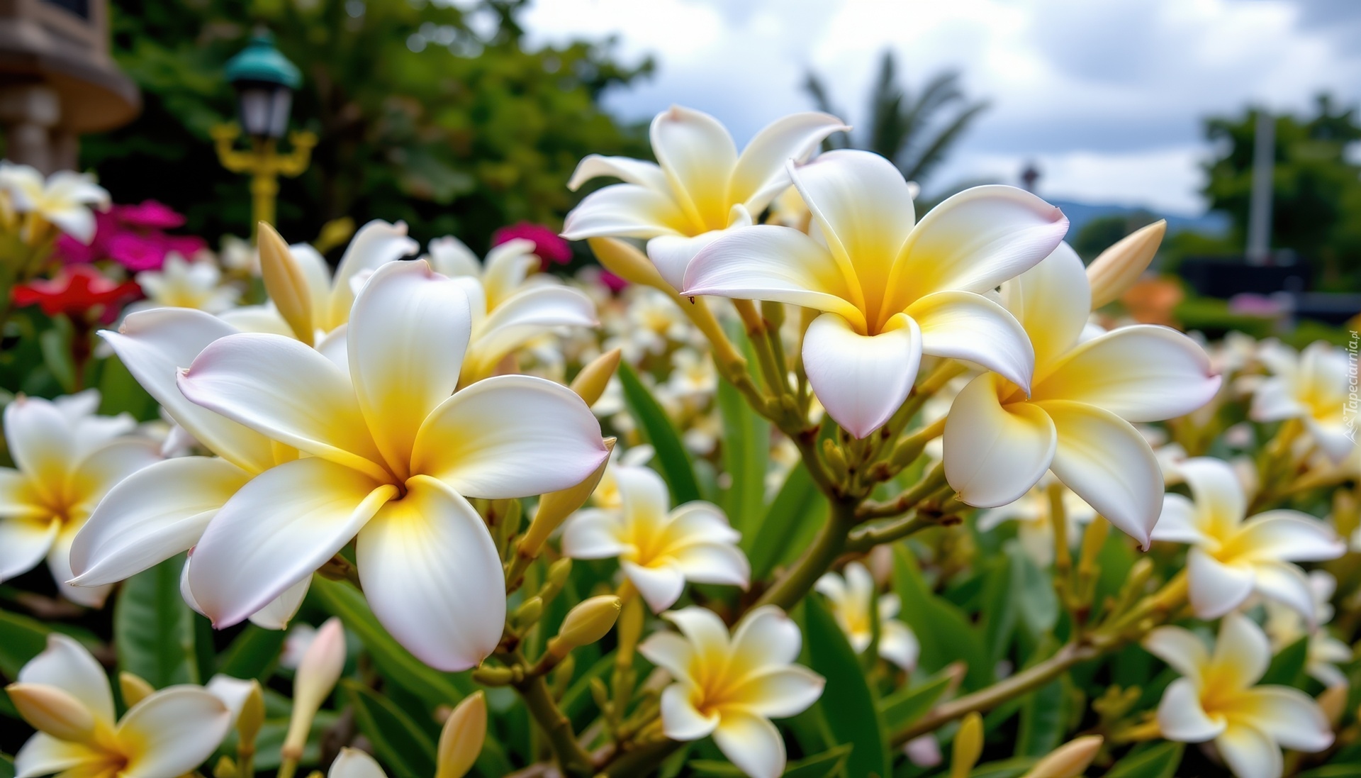 Plumeria, Biało-żółte, Kwiaty, Grafika AI