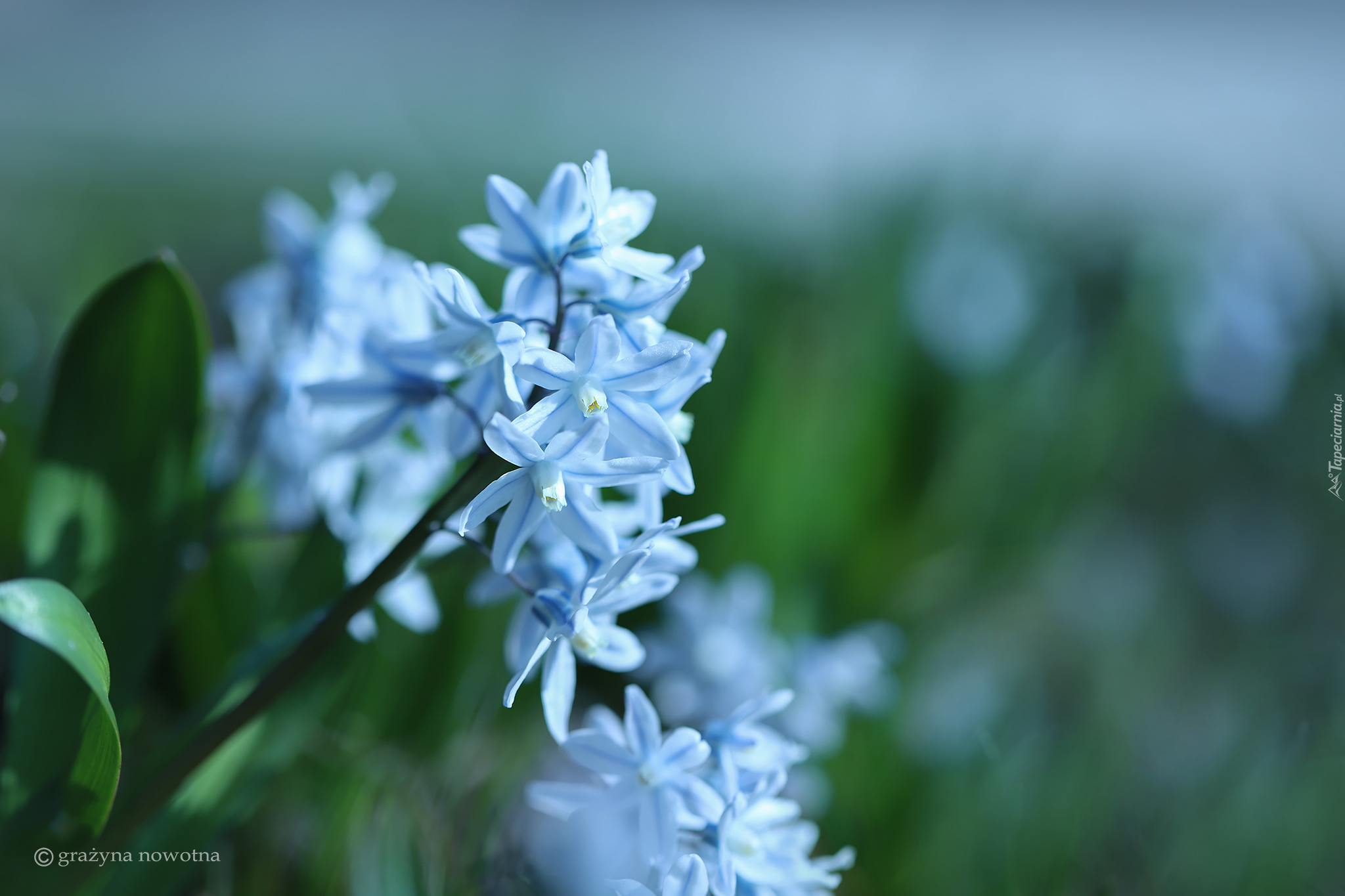 Białoniebieskie, Kwiaty