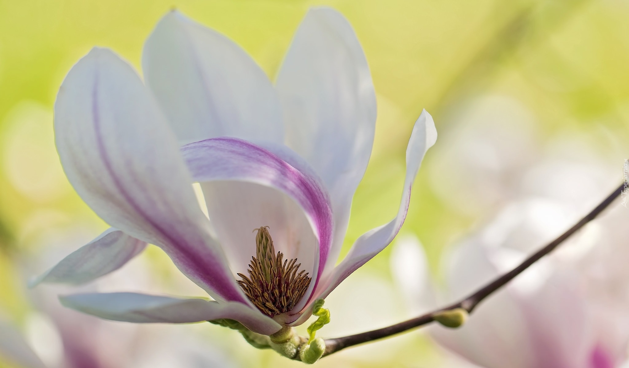 Magnolia, Kwiat, Gałązka