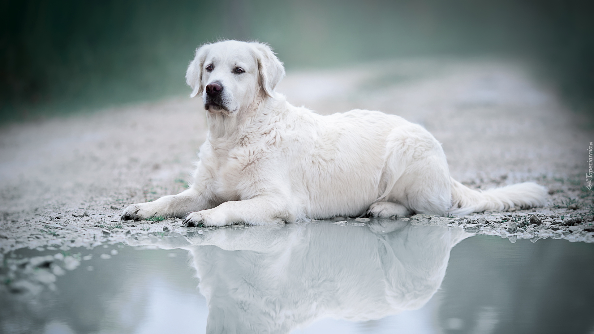 Leżący, Pies, Golden retriever, Kałuża