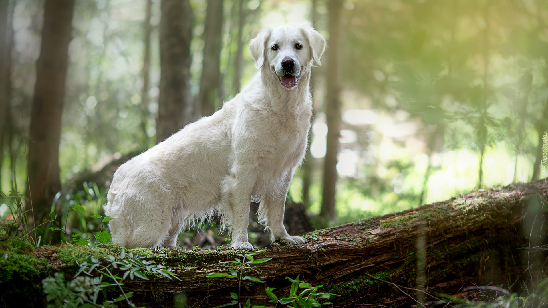 Biały, Pies, Golden retriever, Pień