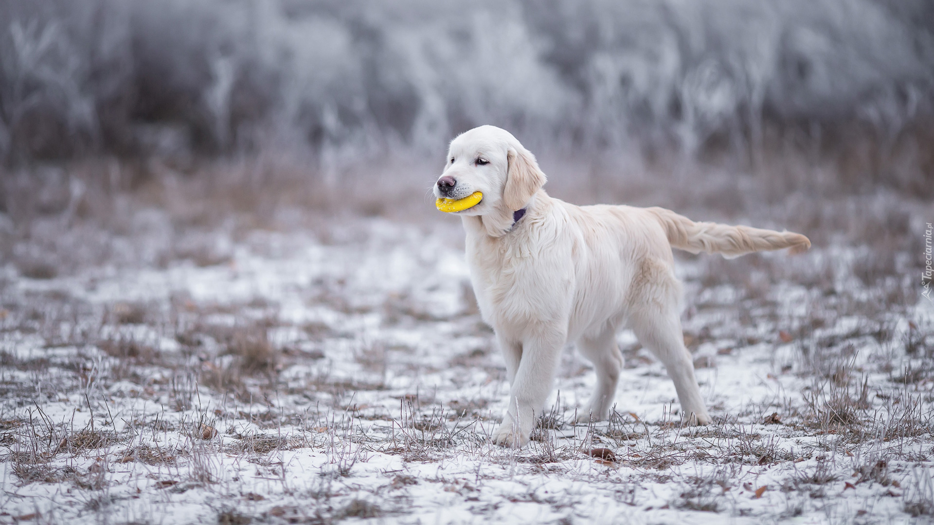 Pies, Zabawka, Szczeniak, Golden Retriever, Śnieg