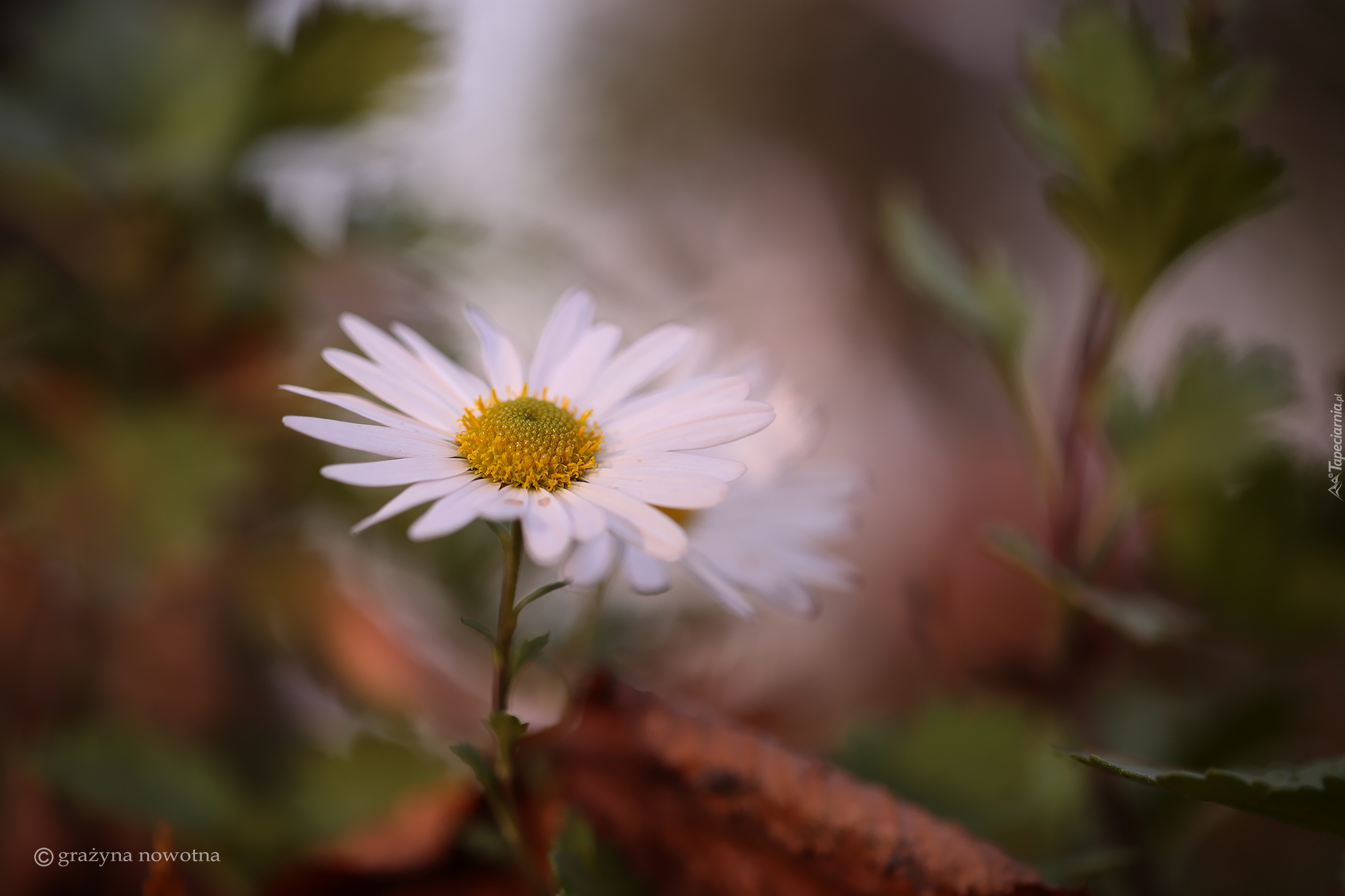 Biały, Aster, Jesienny, Kwiat