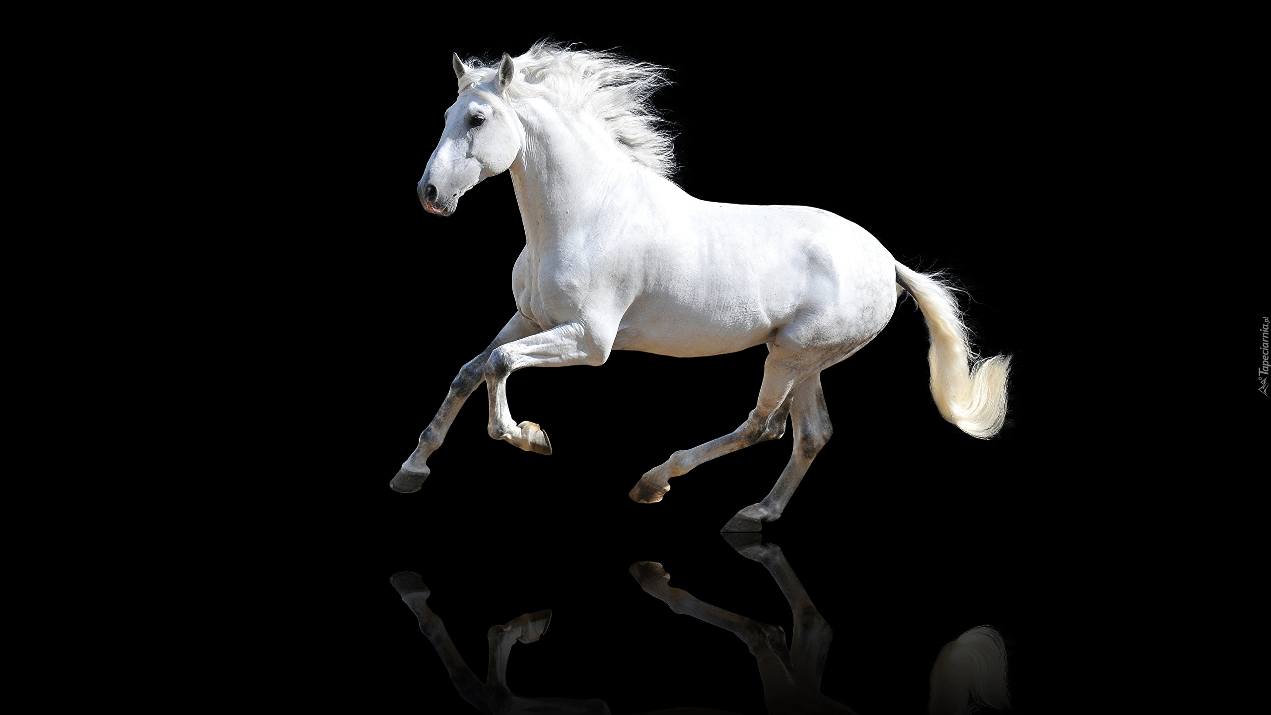 Biały, Koń andaluzyjski, Odbicie, Czarne, Tło