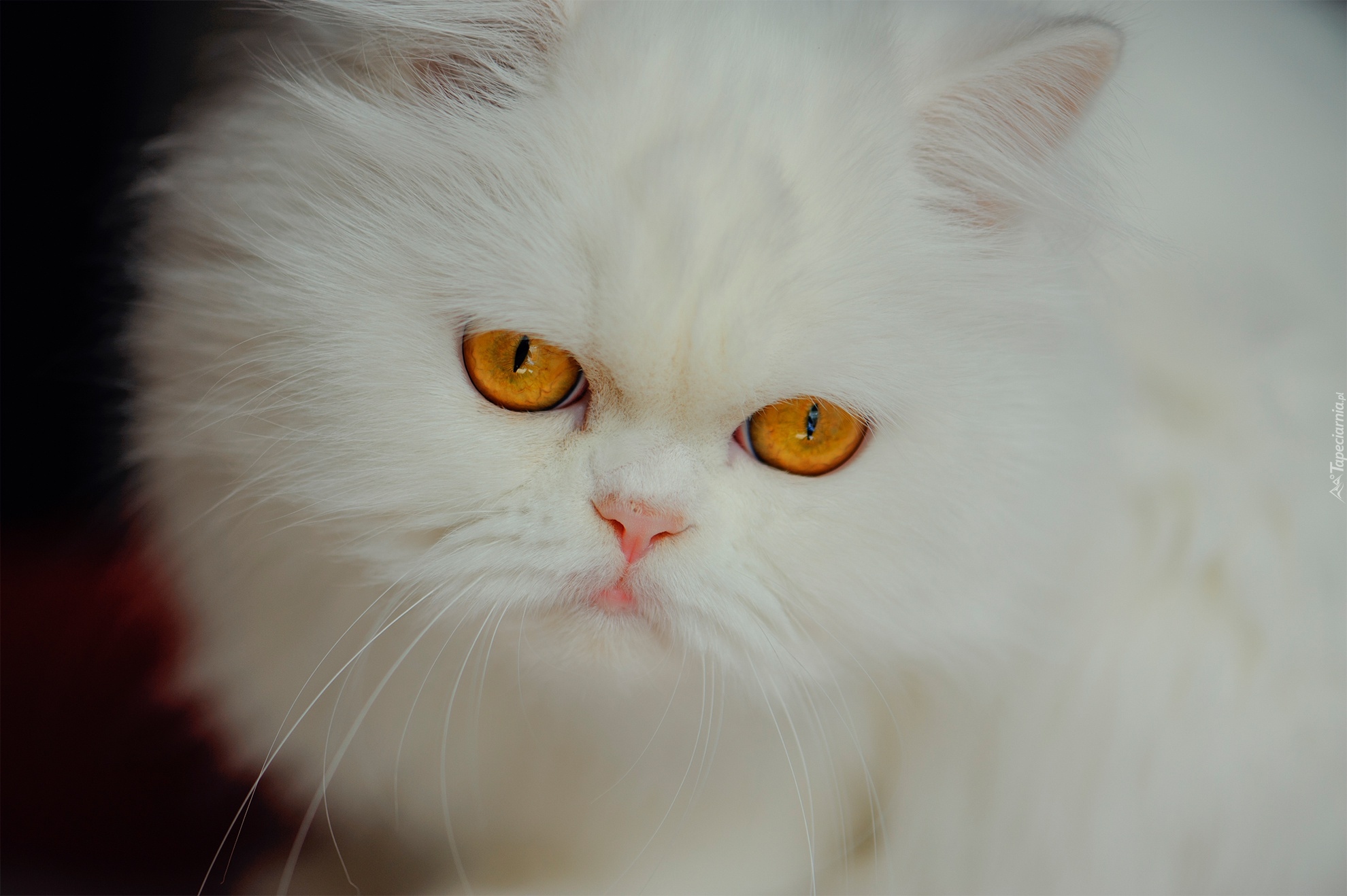 Biały, Puszysty, Kot, Miodowe, Oczy, Spojrzenie