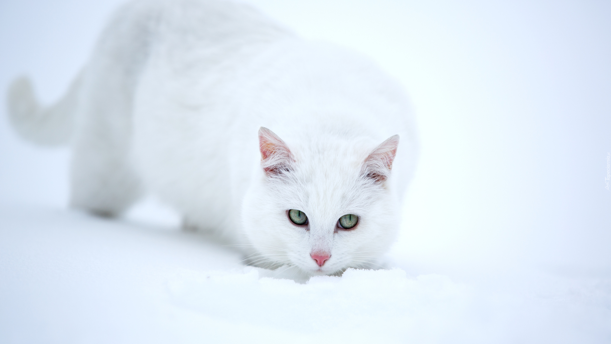Biały, Kot, Śnieg