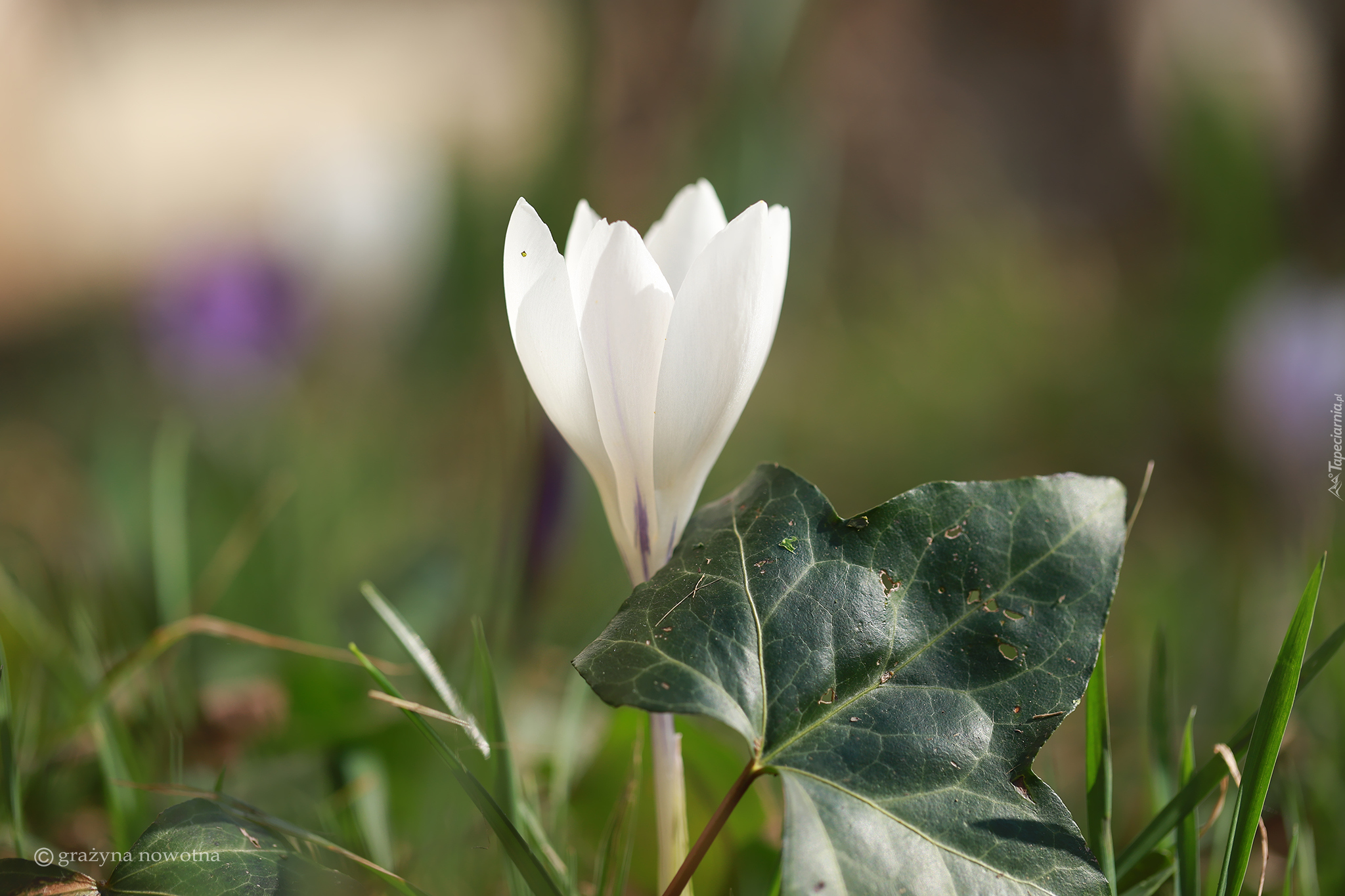 Biały, Krokus, Liść, Kwiat