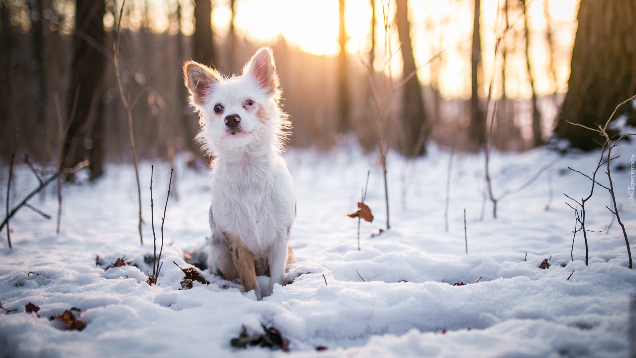 Pies, Kundelek, Zima, Śnieg, Gałązki, Drzewa