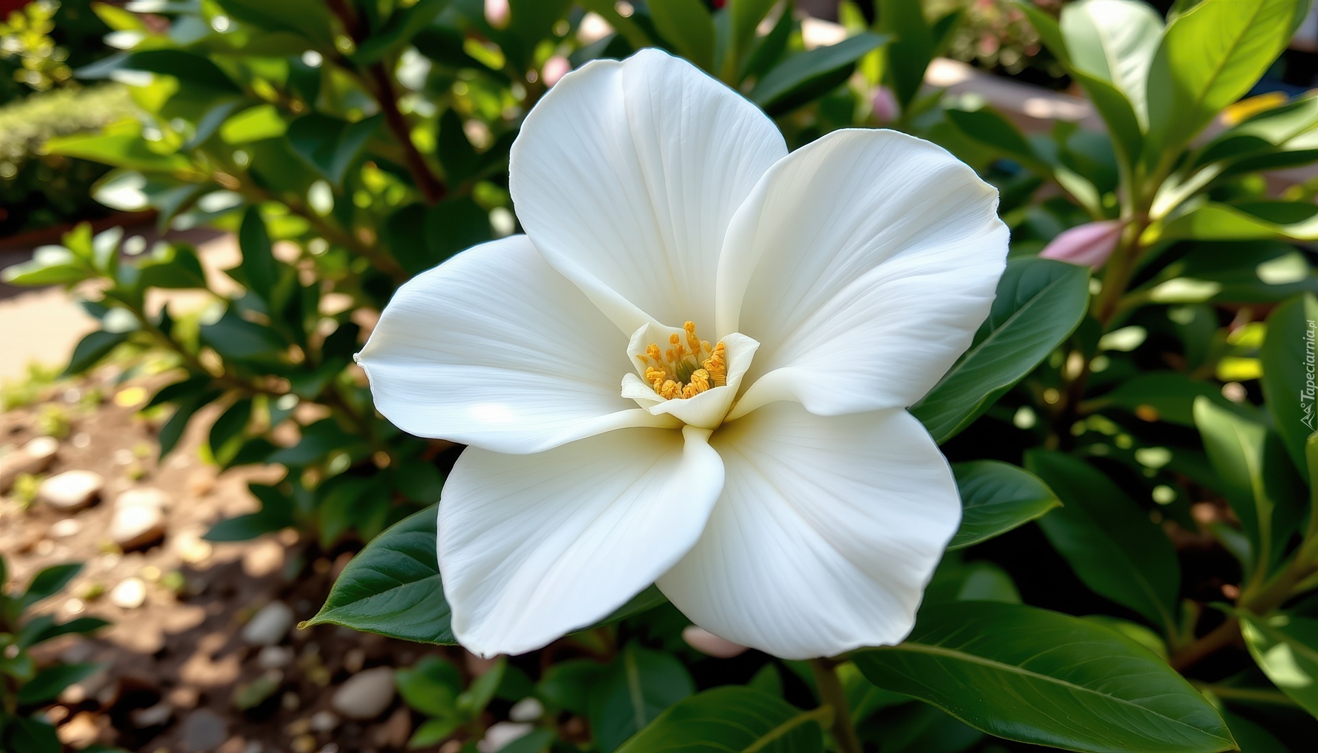 Gardenia, Biały, Kwiat, Grafika AI