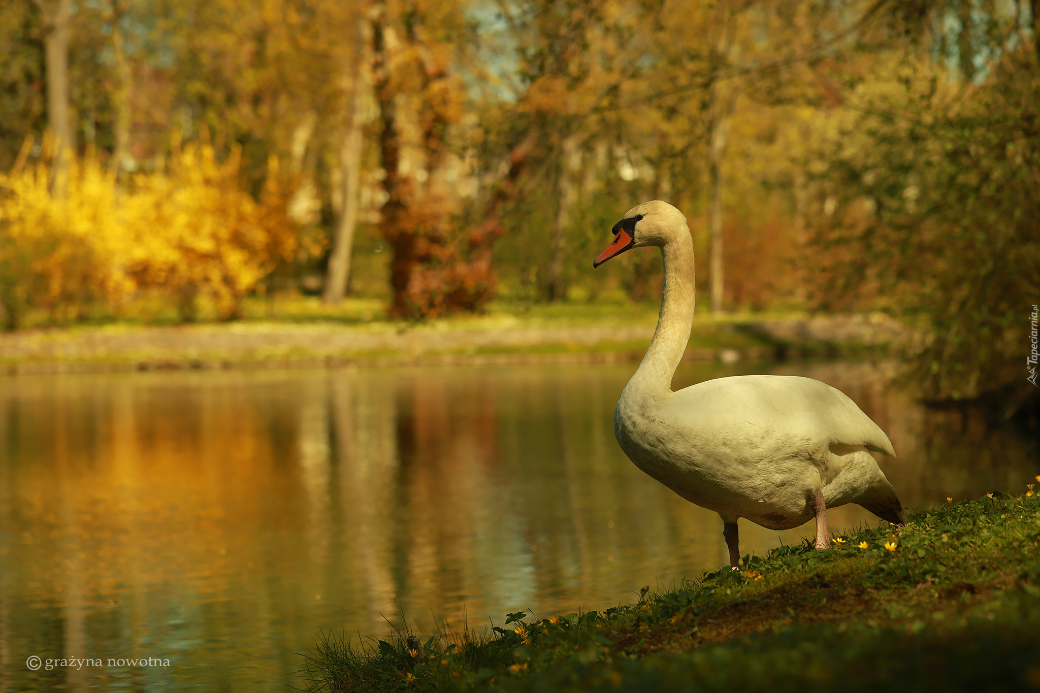 Łabędź, Biały, Ptak, Jezioro