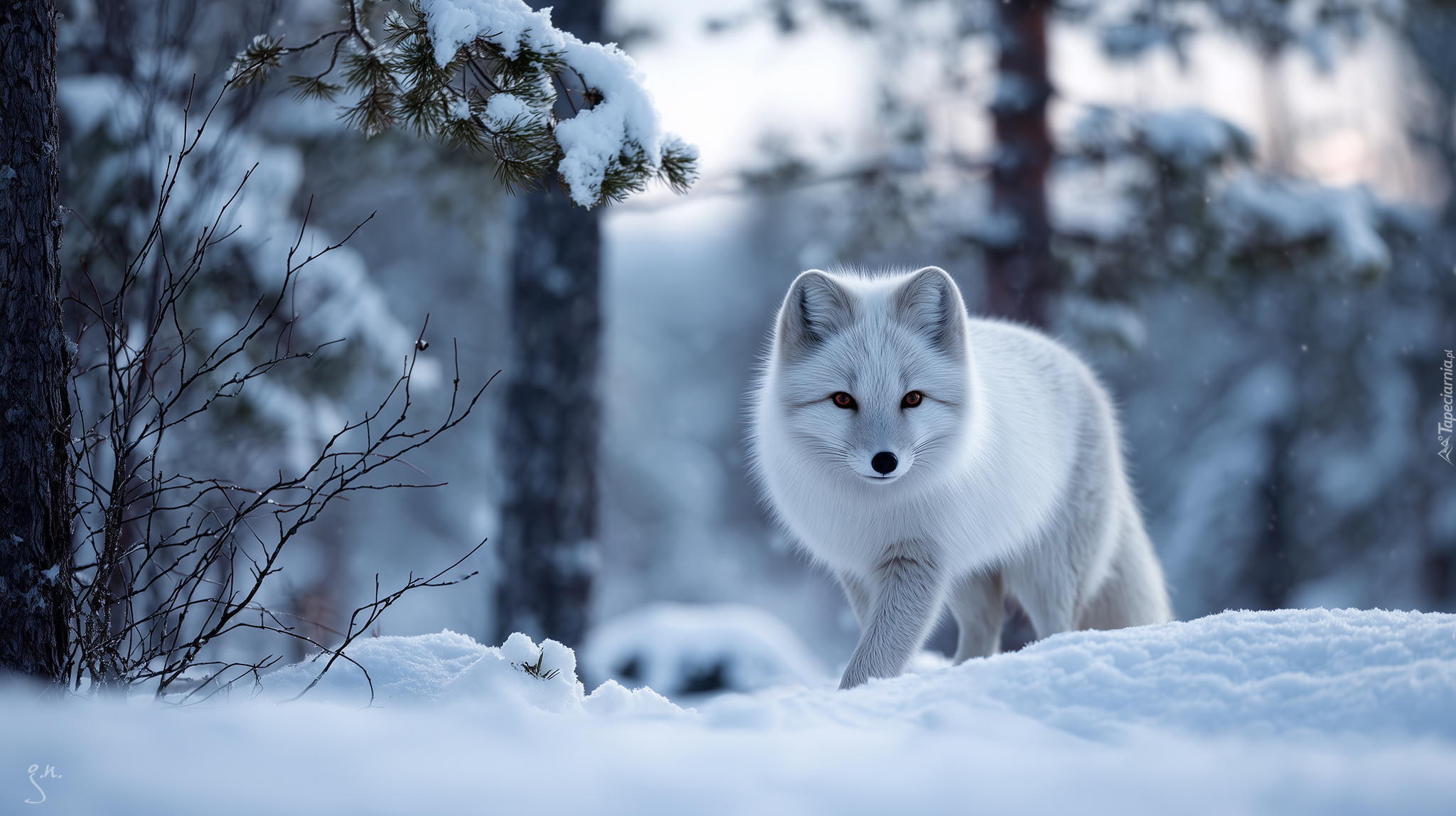 Biały, Lis, Las, Zima, Grafika AI