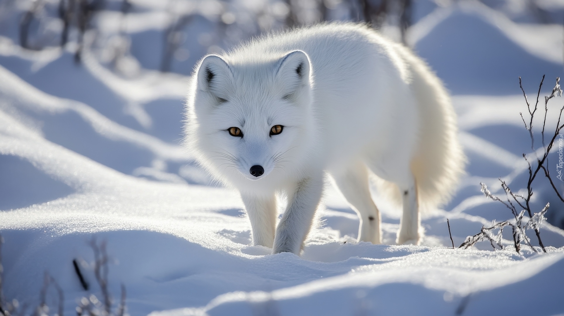 Lis, Biały, Polarny, Śnieg