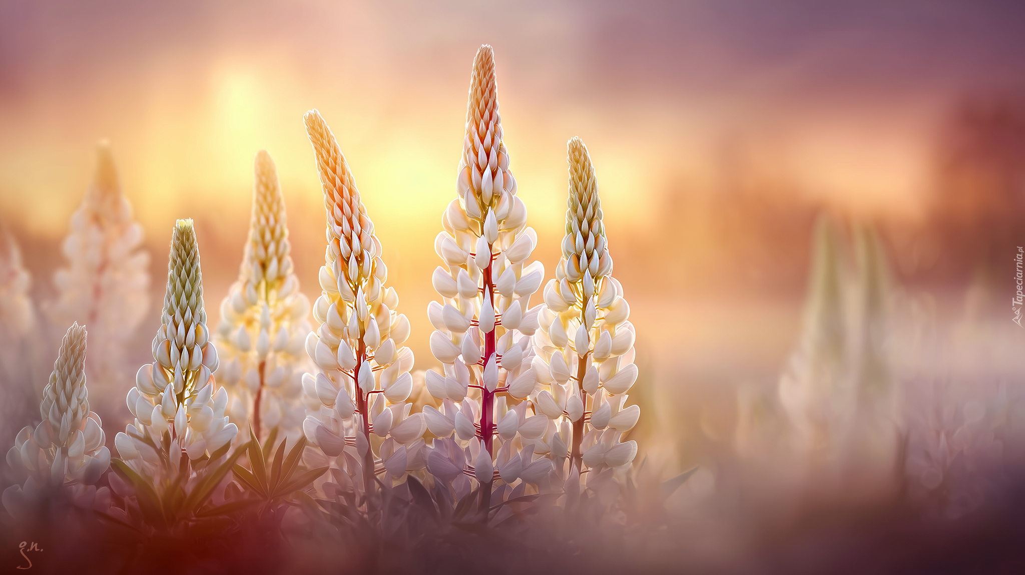 Łubin, Białe, Kwiaty, Grafika AI