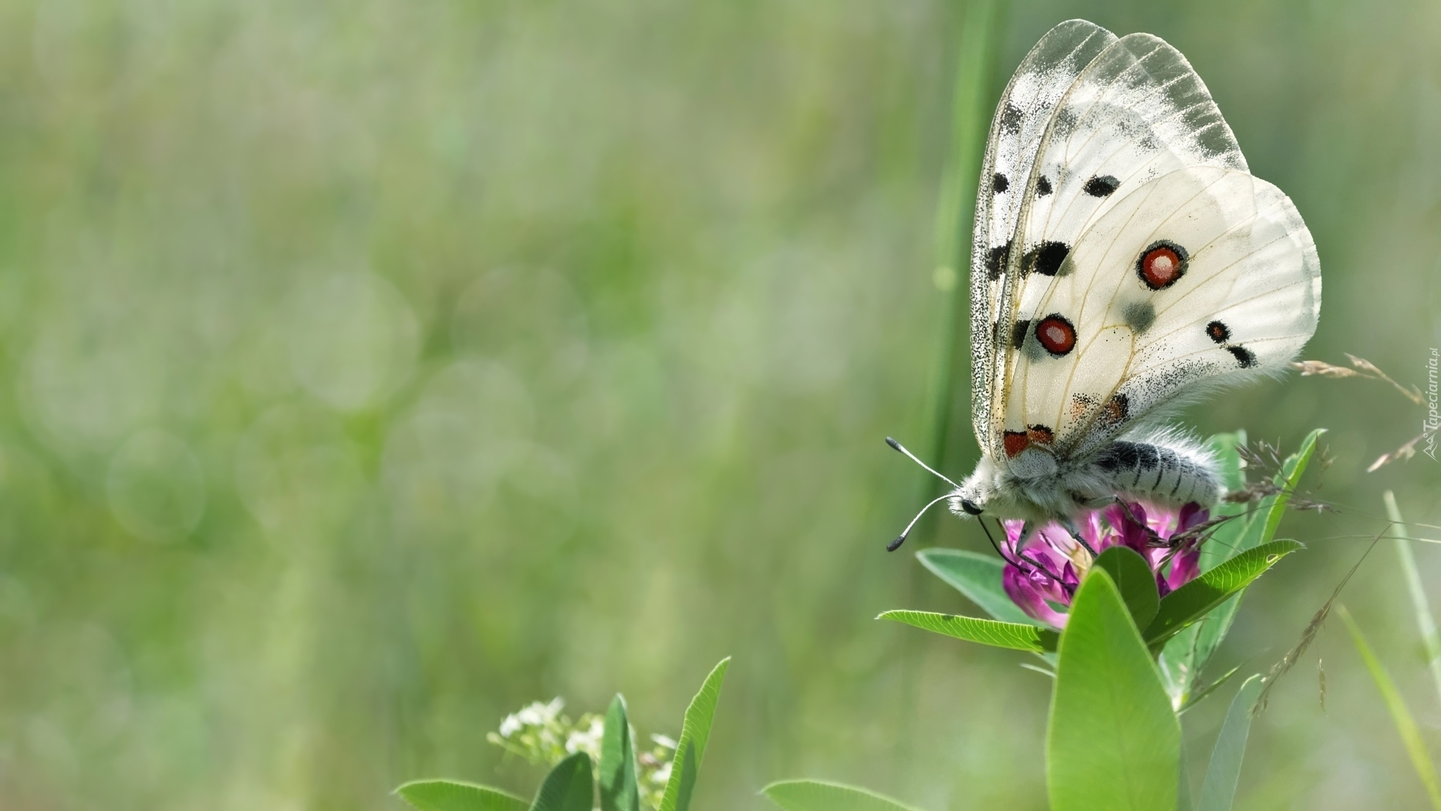 Biały, Motyl, Kwiat, Rozmyte, Tło