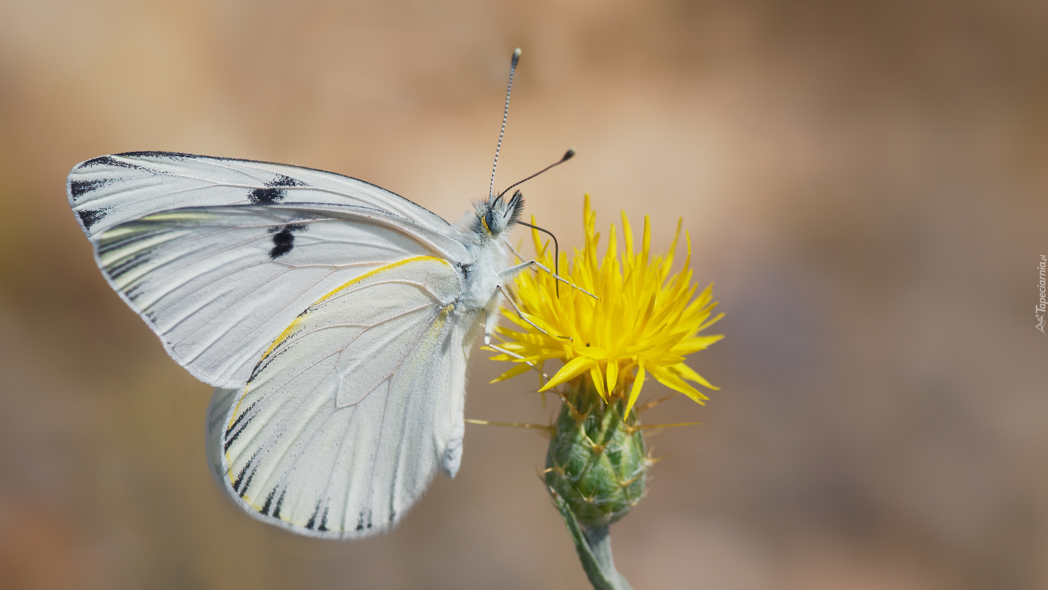 Biały, Motyl, Żółty, Kwiat