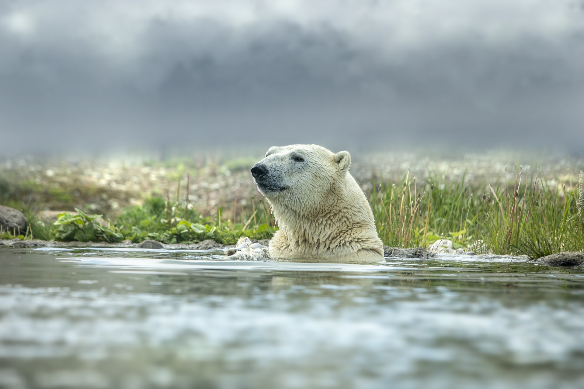 Niedźwiedź polarny, Woda, Kąpiel