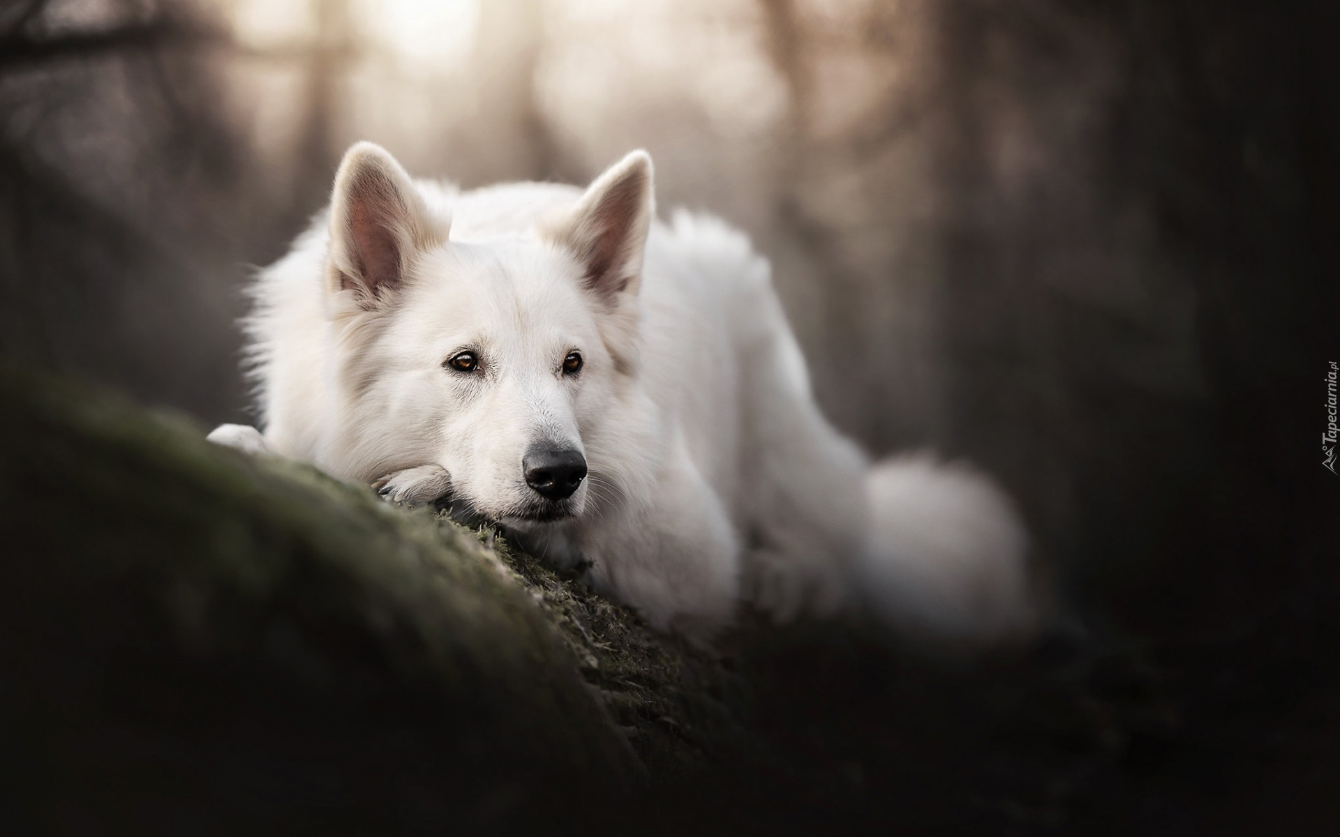 Leżący, Pies, Biały owczarek szwajcarski