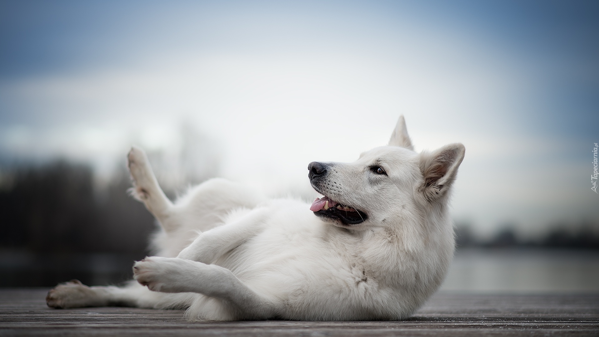 Pies, Leżący, Biały owczarek szwajcarski, Kładka