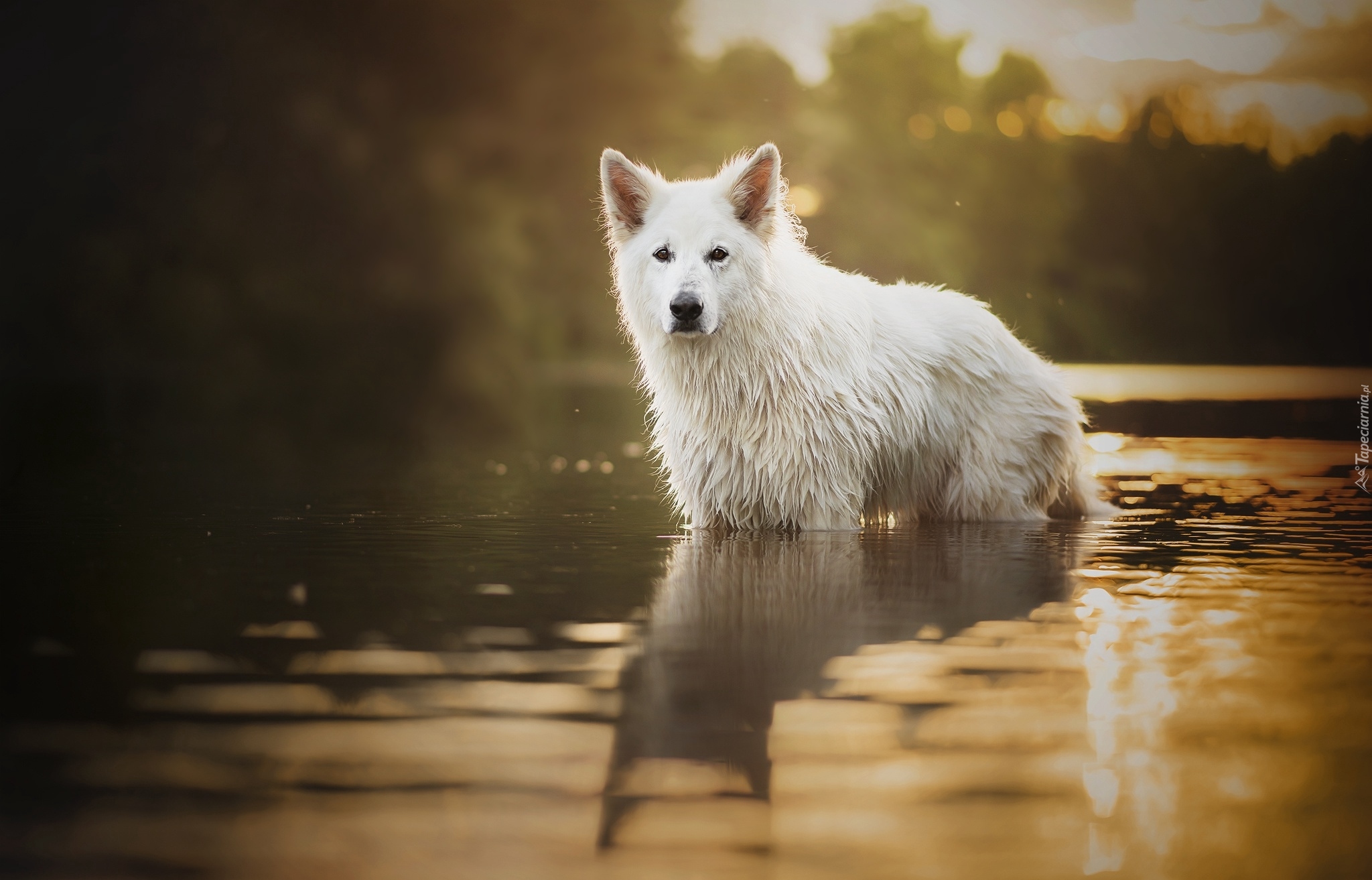 Pies, Woda, Biały Owczarek Szwajcarski