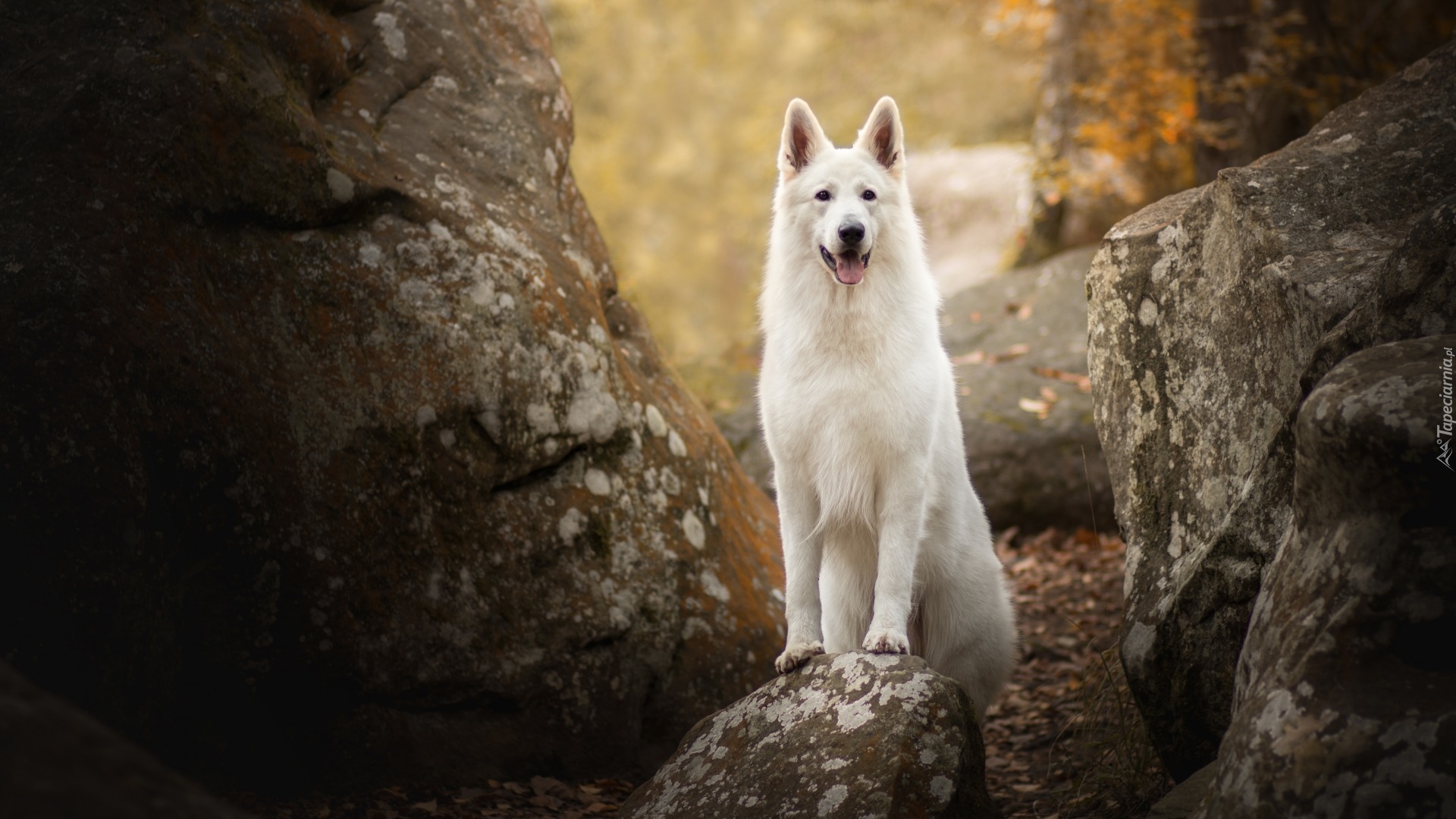 Pies, Biały owczarek szwajcarski, Kamienie
