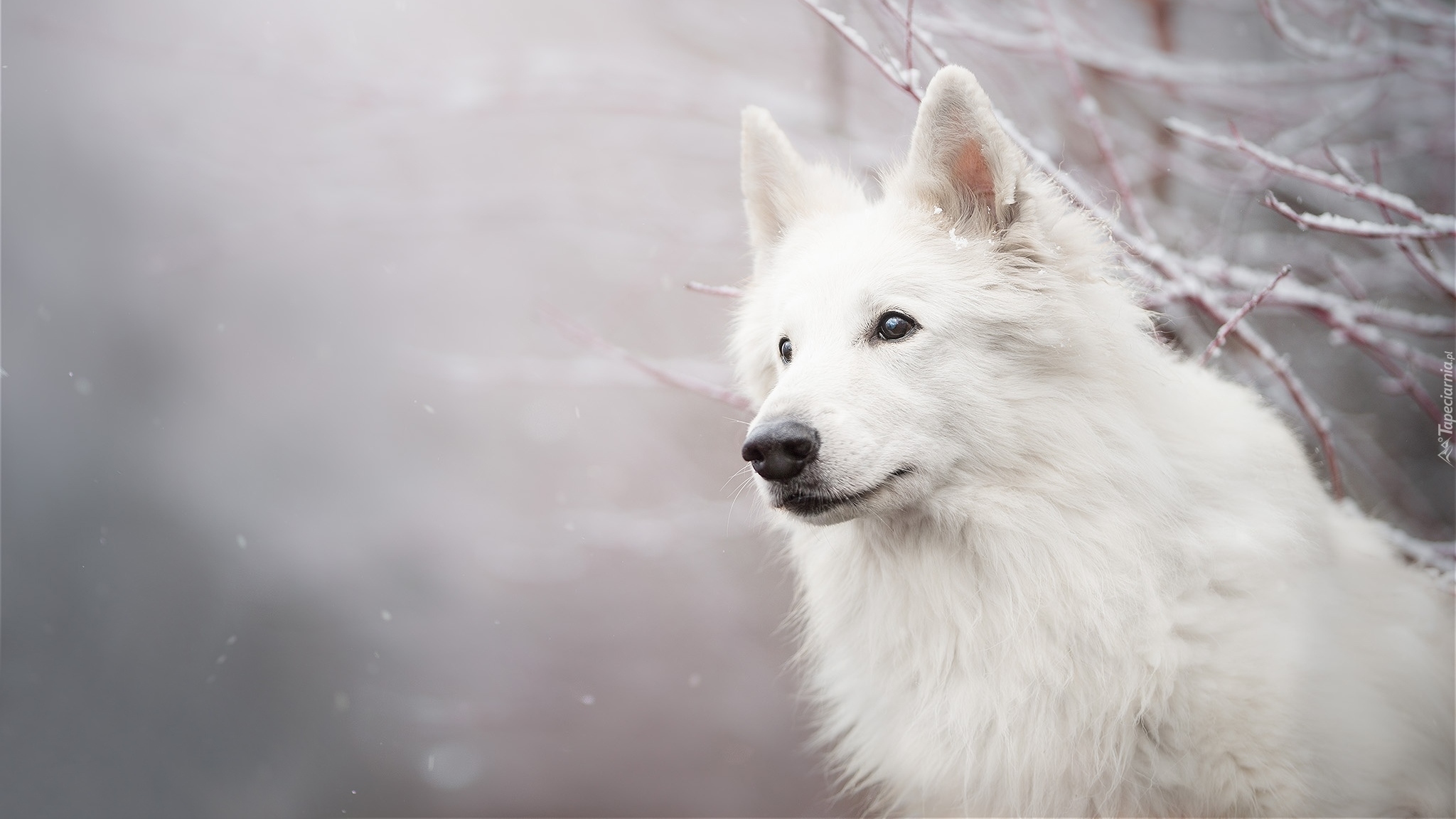 Pies, Biały owczarek szwajcarski, Mordka, Gałązki, Śnieg