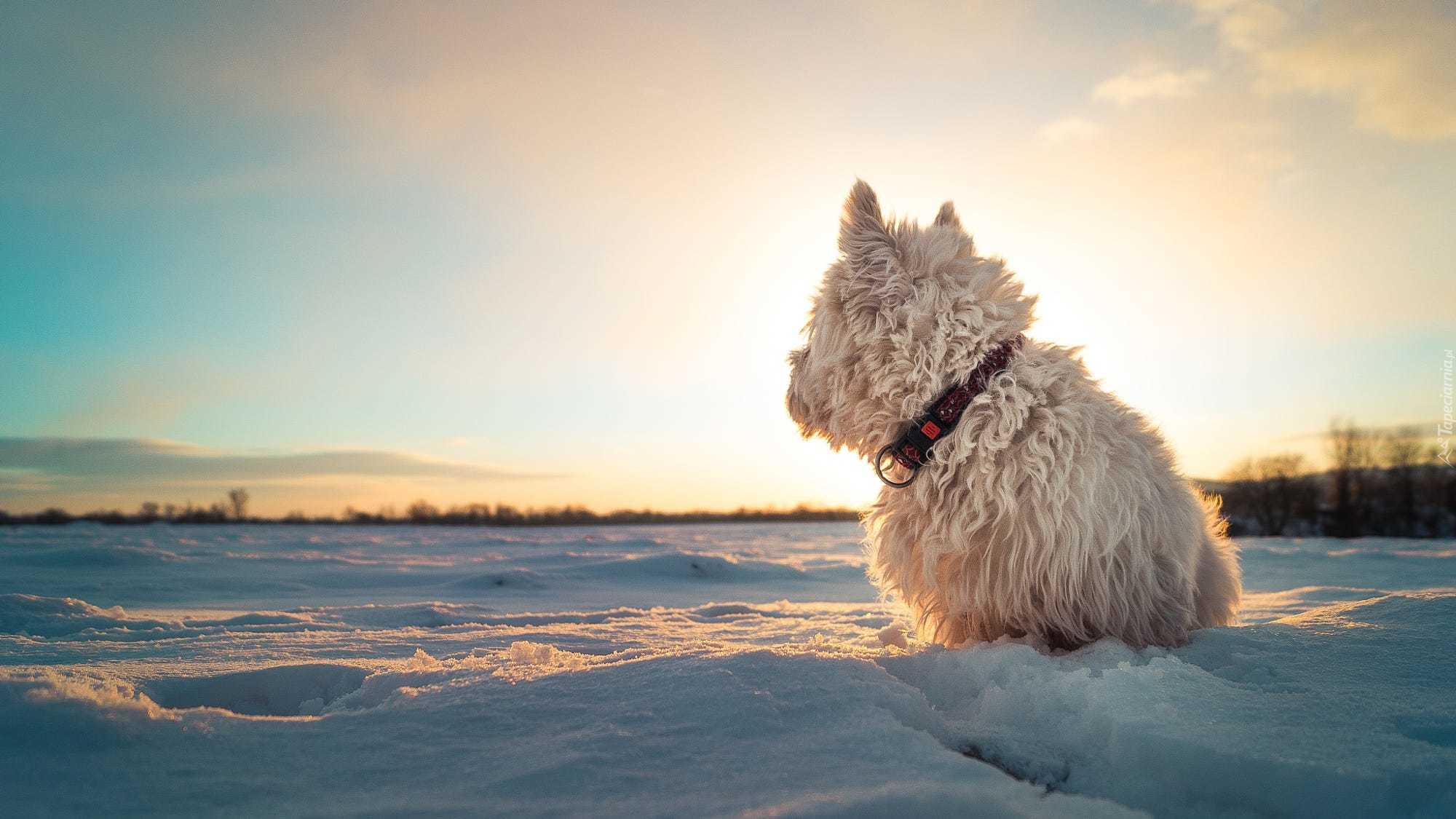 Zima, Śnieg, Pies, Zachód słońca